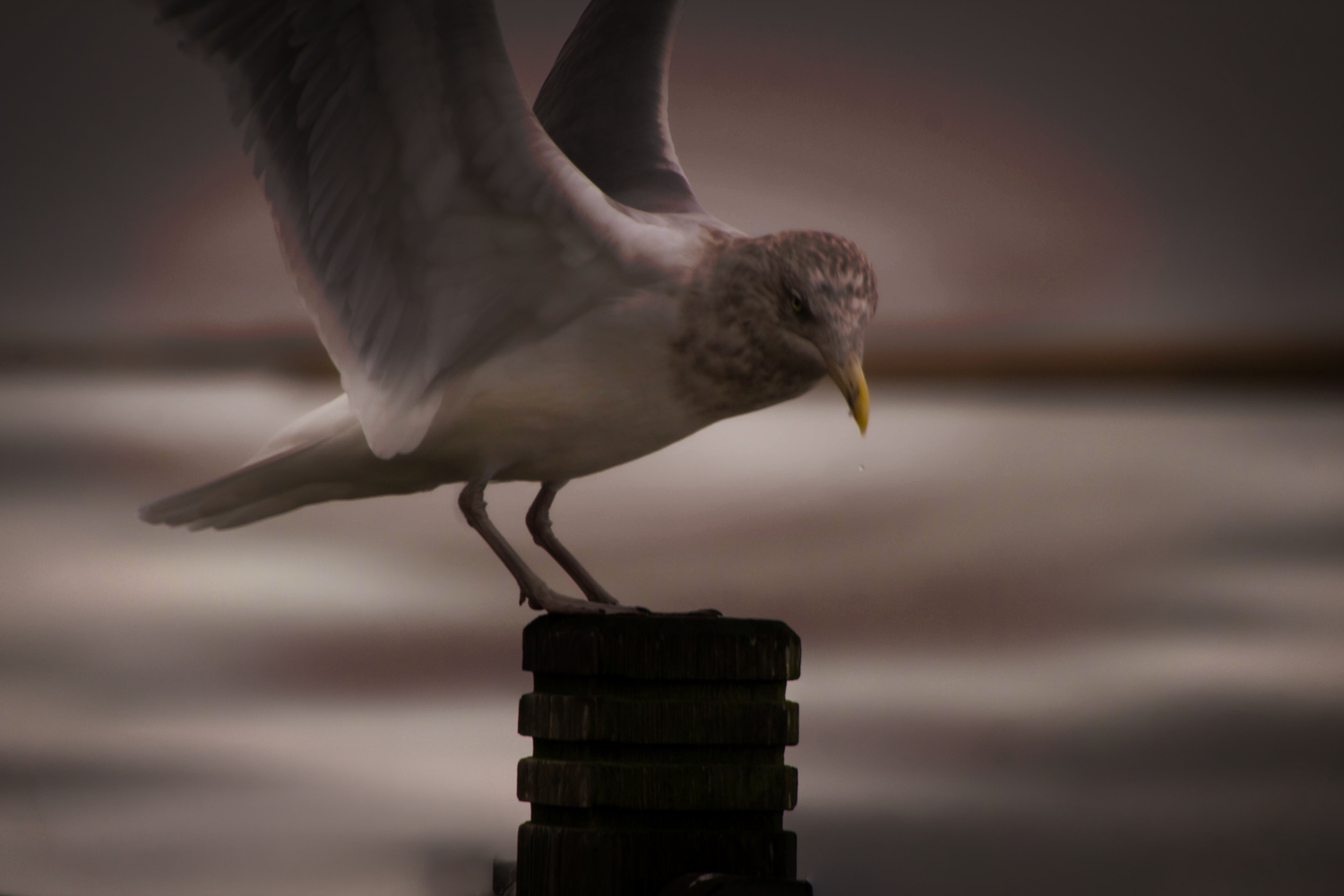 A seagull with spread wings perches on a dark post against a blurred coastal background at dusk.