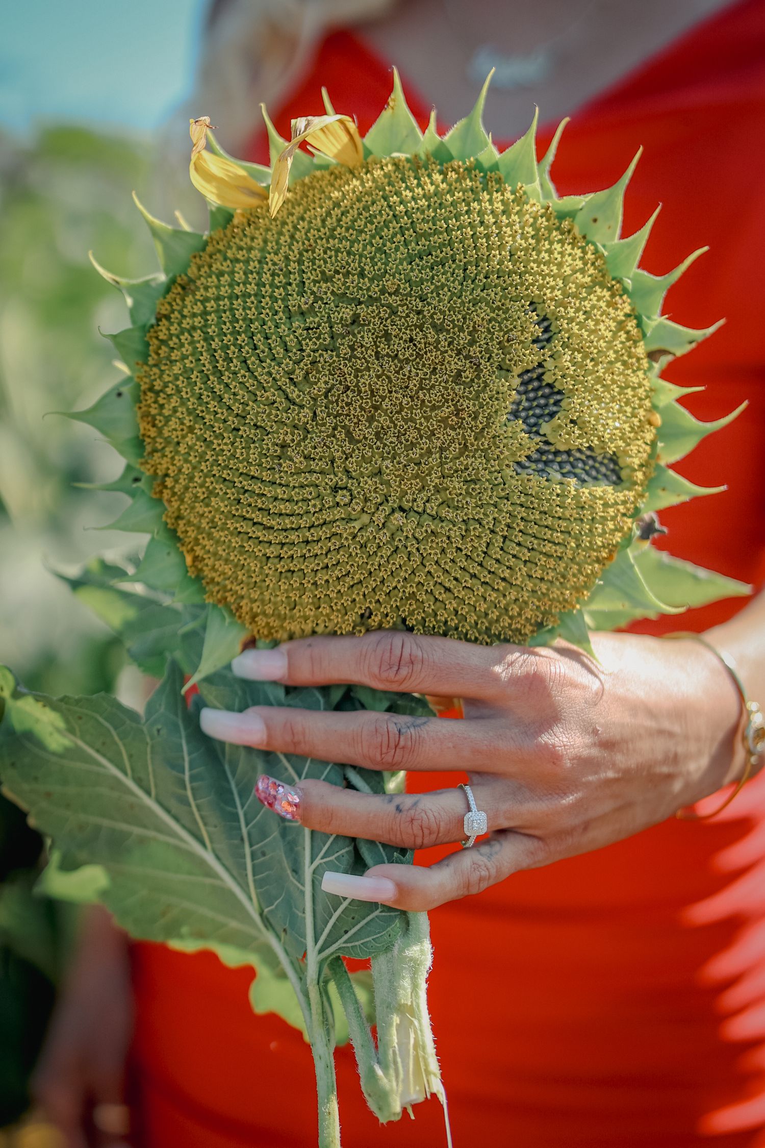 Time-lapse sequence showing a sunflower head ripening from green to mature with dark seeds against a red background.