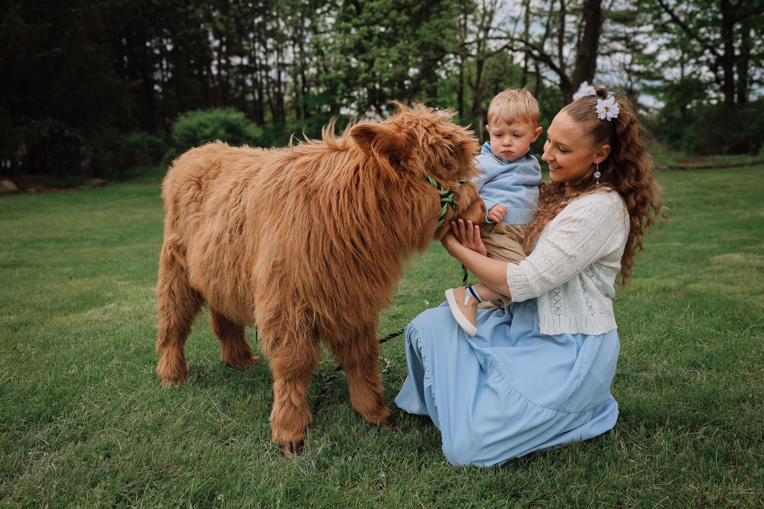A brown Highland cow stands in a grassy field while someone in blue clothing pets its shaggy fur.
