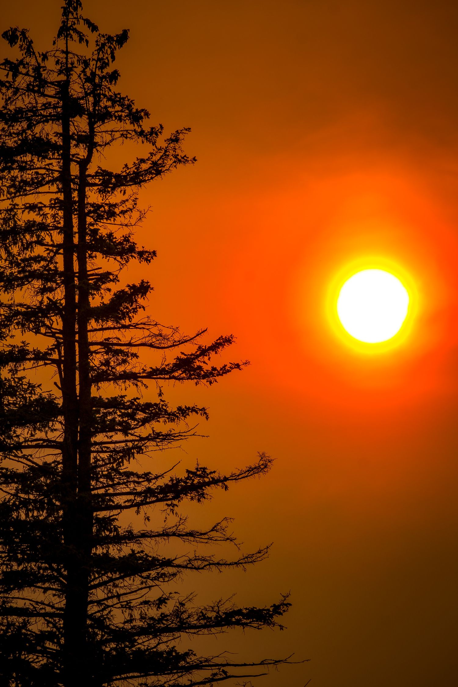 Time-lapse sequence shows dramatic sunset with silhouetted pine tree against orange and red sky.