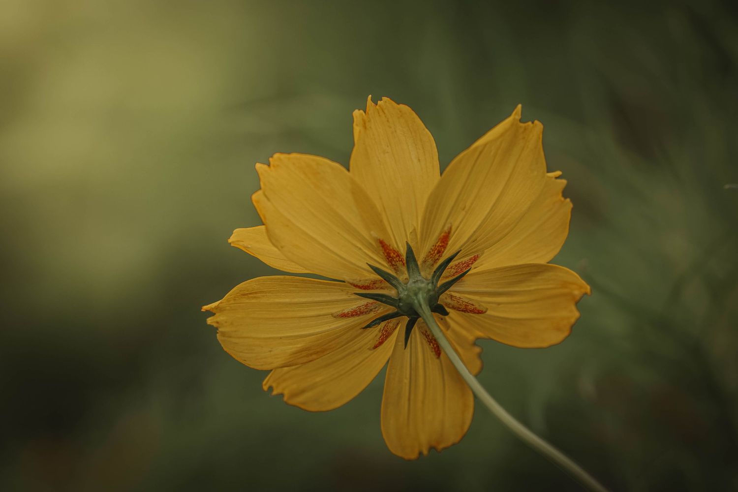A vibrant yellow cosmos flower in full bloom against a soft, blurred green background.