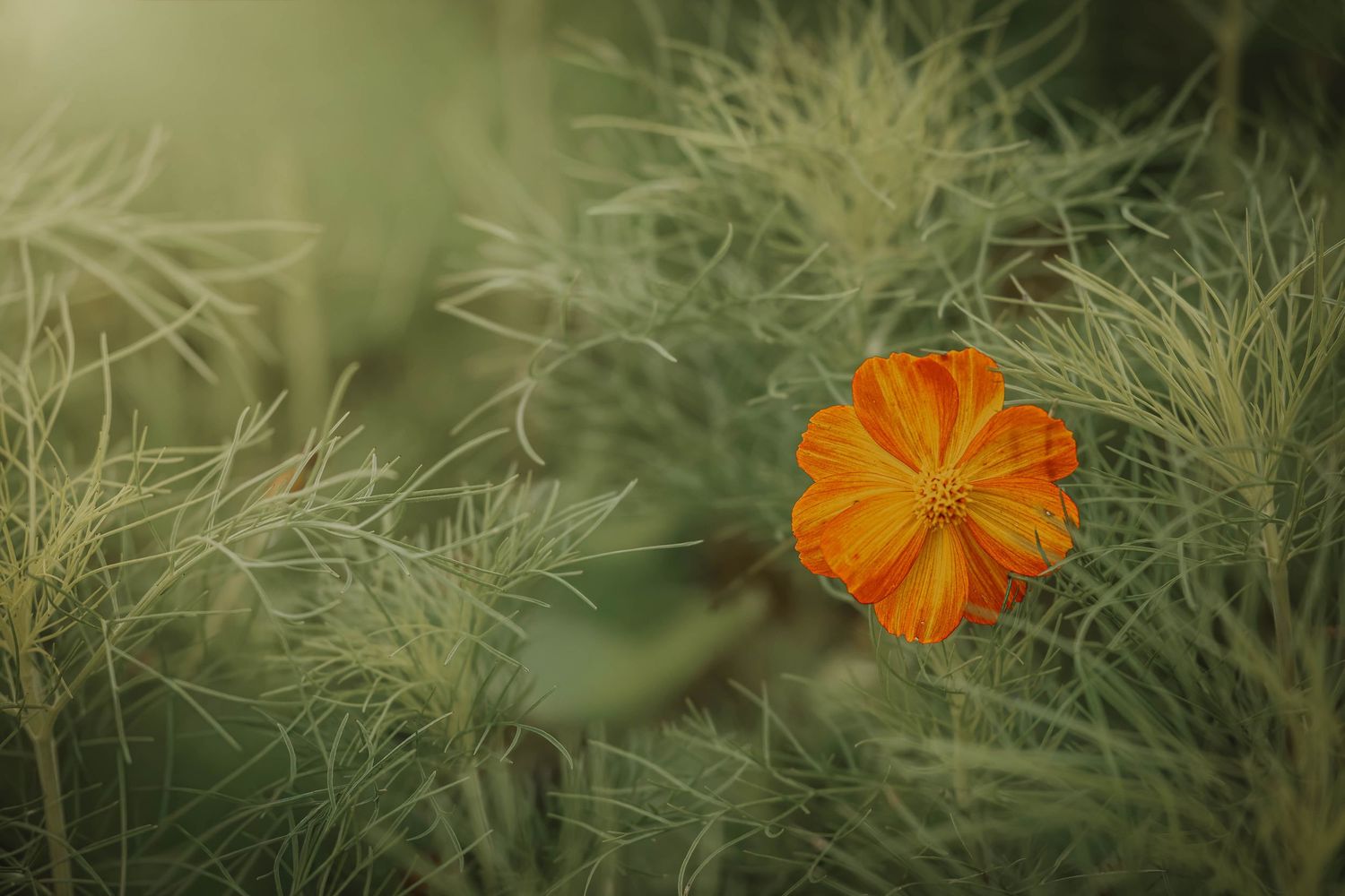 A vibrant orange cosmos flower blooms among delicate green feathery foliage in soft natural light.