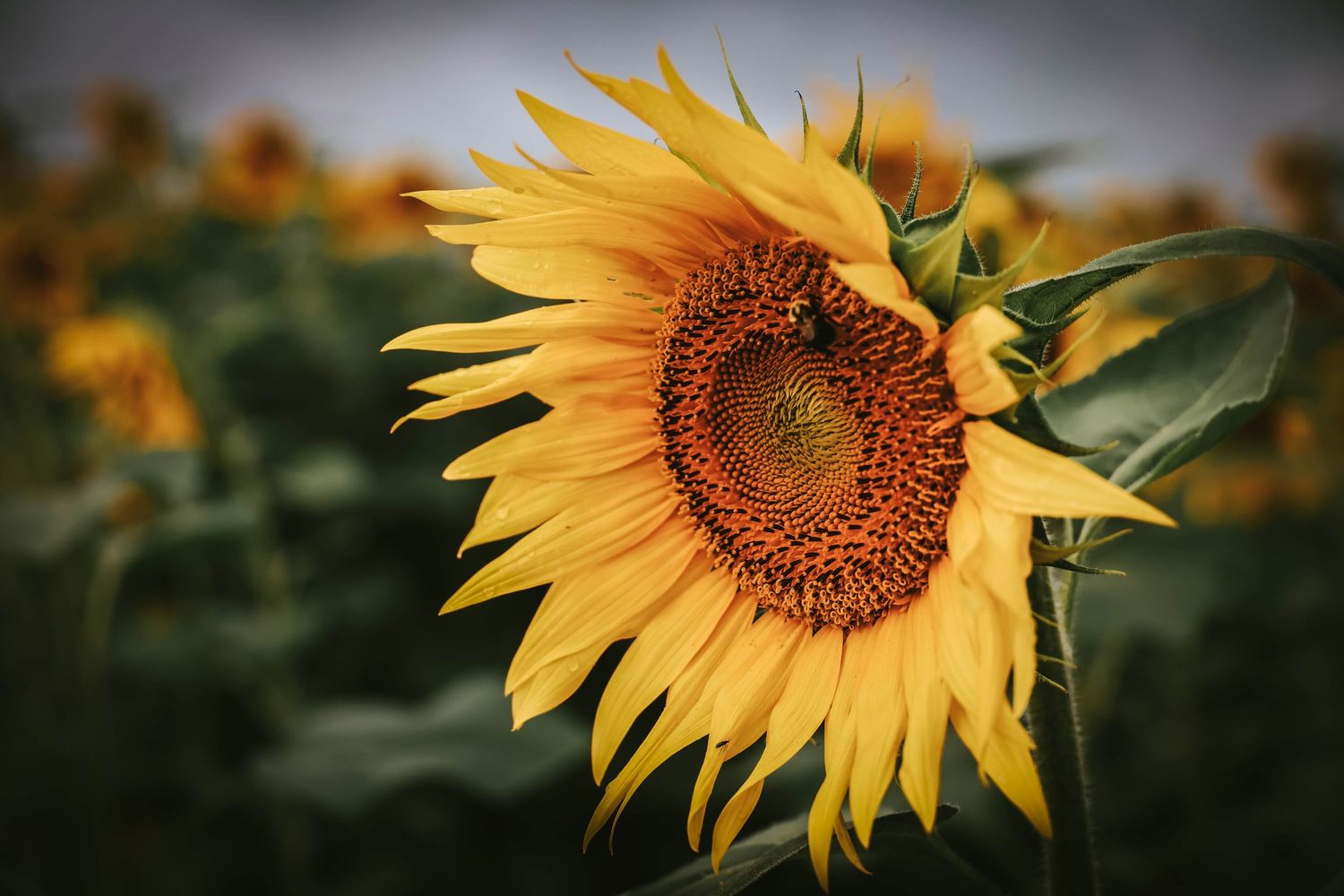 Close-up of a vibrant yellow sunflower in full bloom against a blurred sunflower field background.