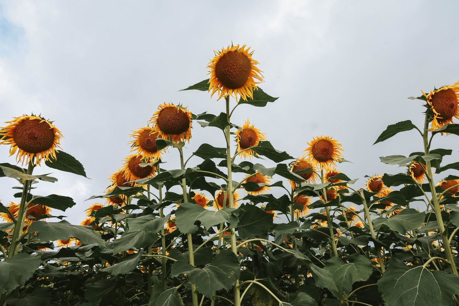 A vibrant field of tall sunflowers with yellow petals and dark centers blooming under a cloudy sky.