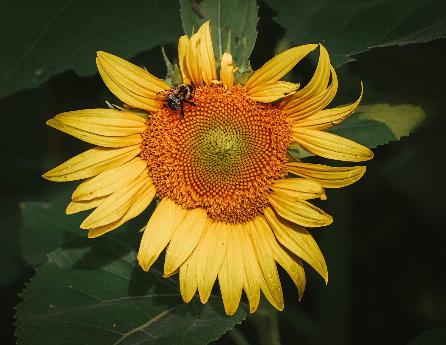 A vibrant yellow sunflower with a bee resting on its brown center, surrounded by green leaves in natural sunlight.