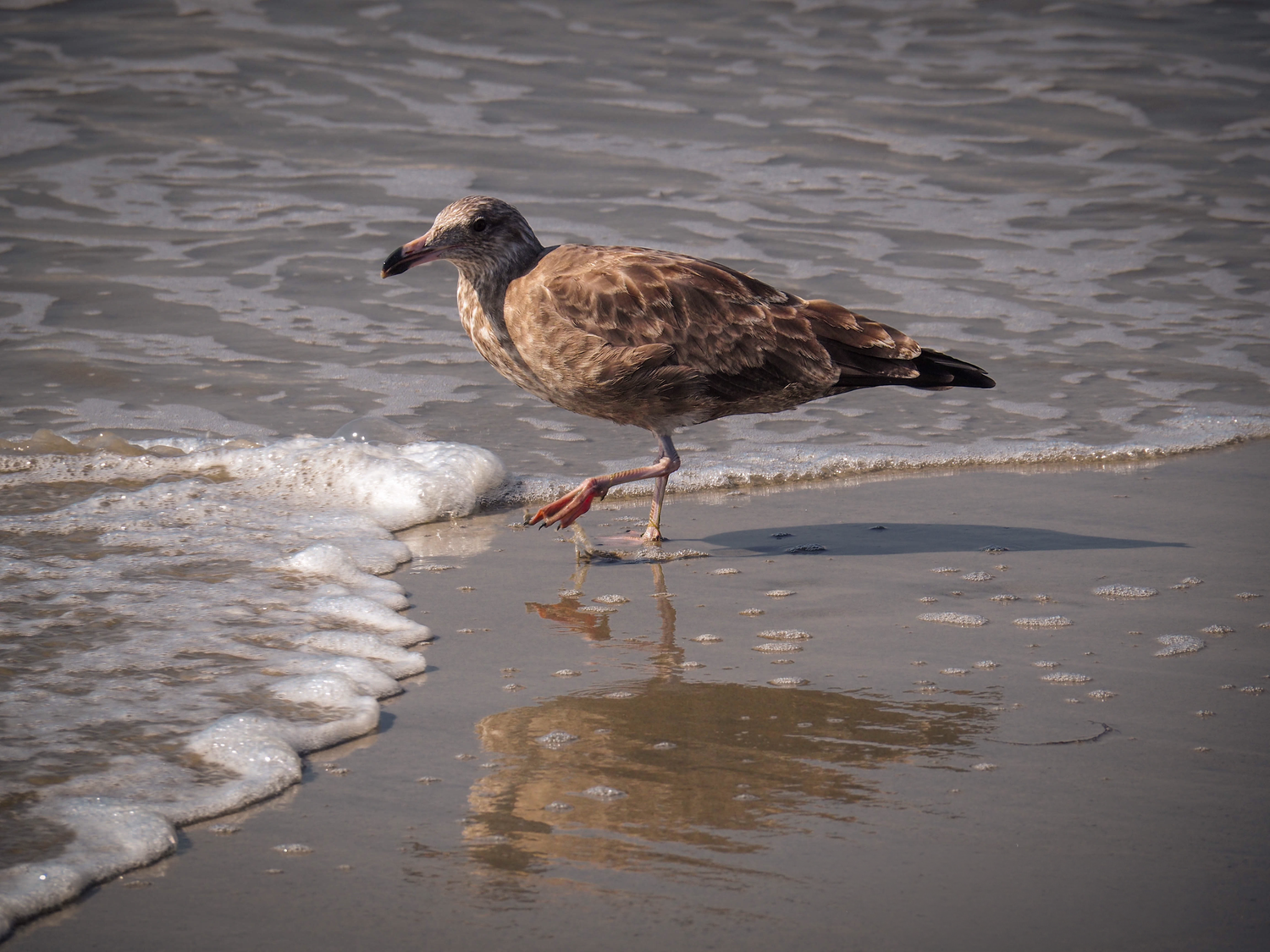 A brown juvenile seagull walks along the shoreline with red legs, waves gently lapping at the sandy beach.