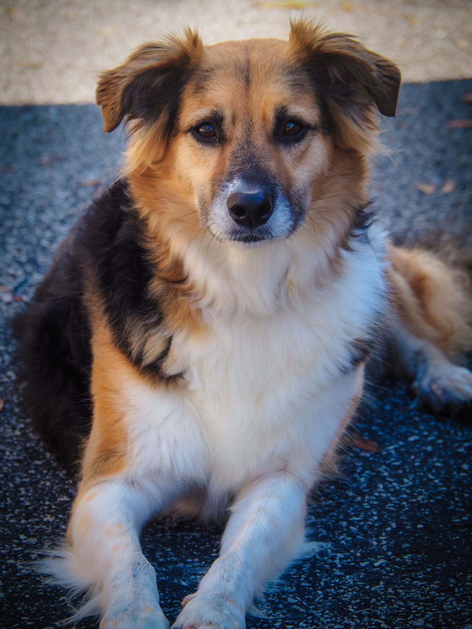 A small brown and white mixed breed dog with fluffy fur rests on a dark surface, showing a gentle expression.