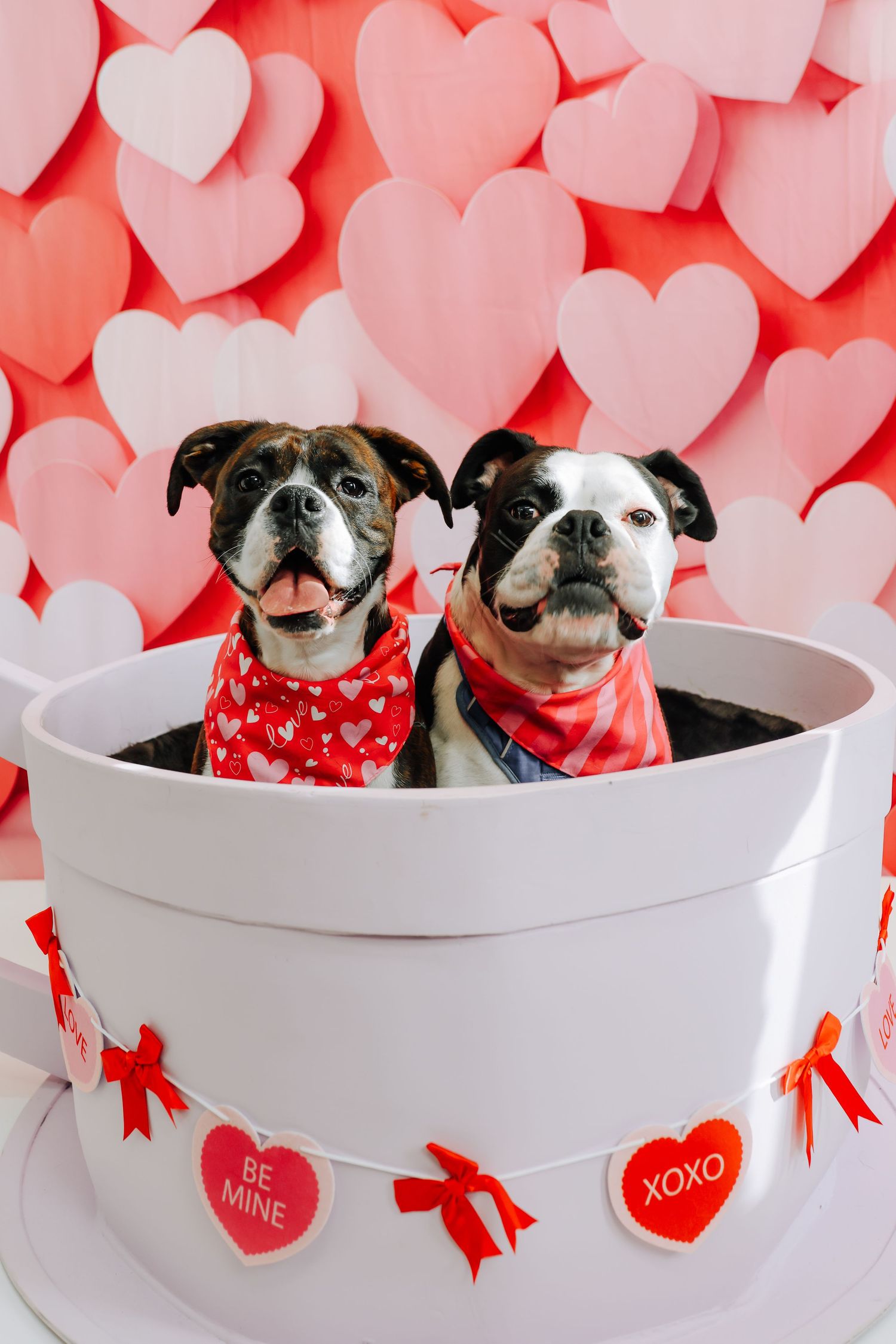 Two Boston Terriers wearing red bandanas pose in a white pot with Valentine's hearts and decorations in the background.