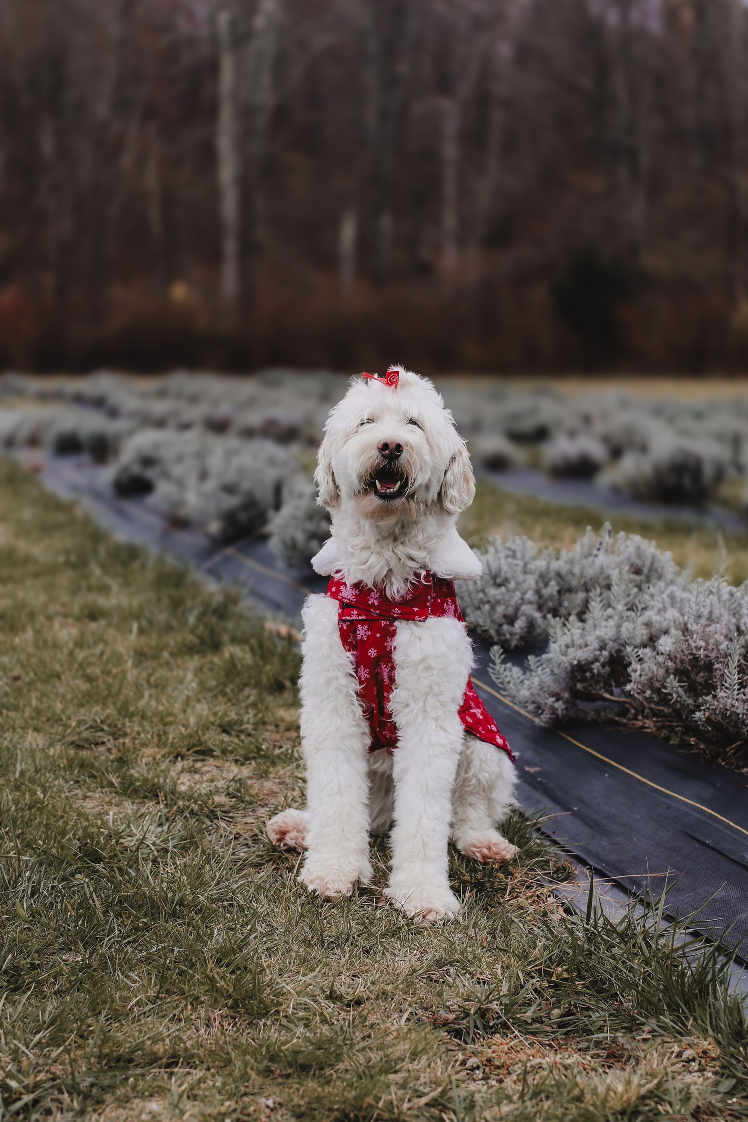 White doodle dog wearing festive red scarf sits on grass near frosted garden bed in winter landscape.
