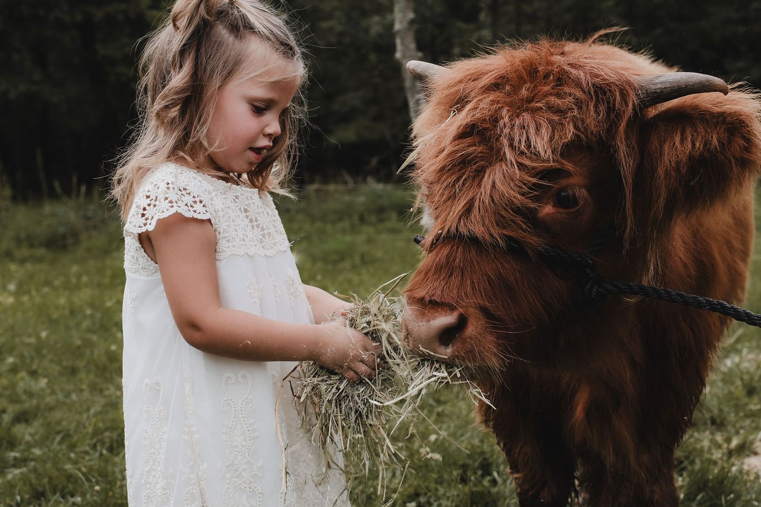 A young child in a white lace dress feeds hay to a brown Highland cow in a grassy meadow.