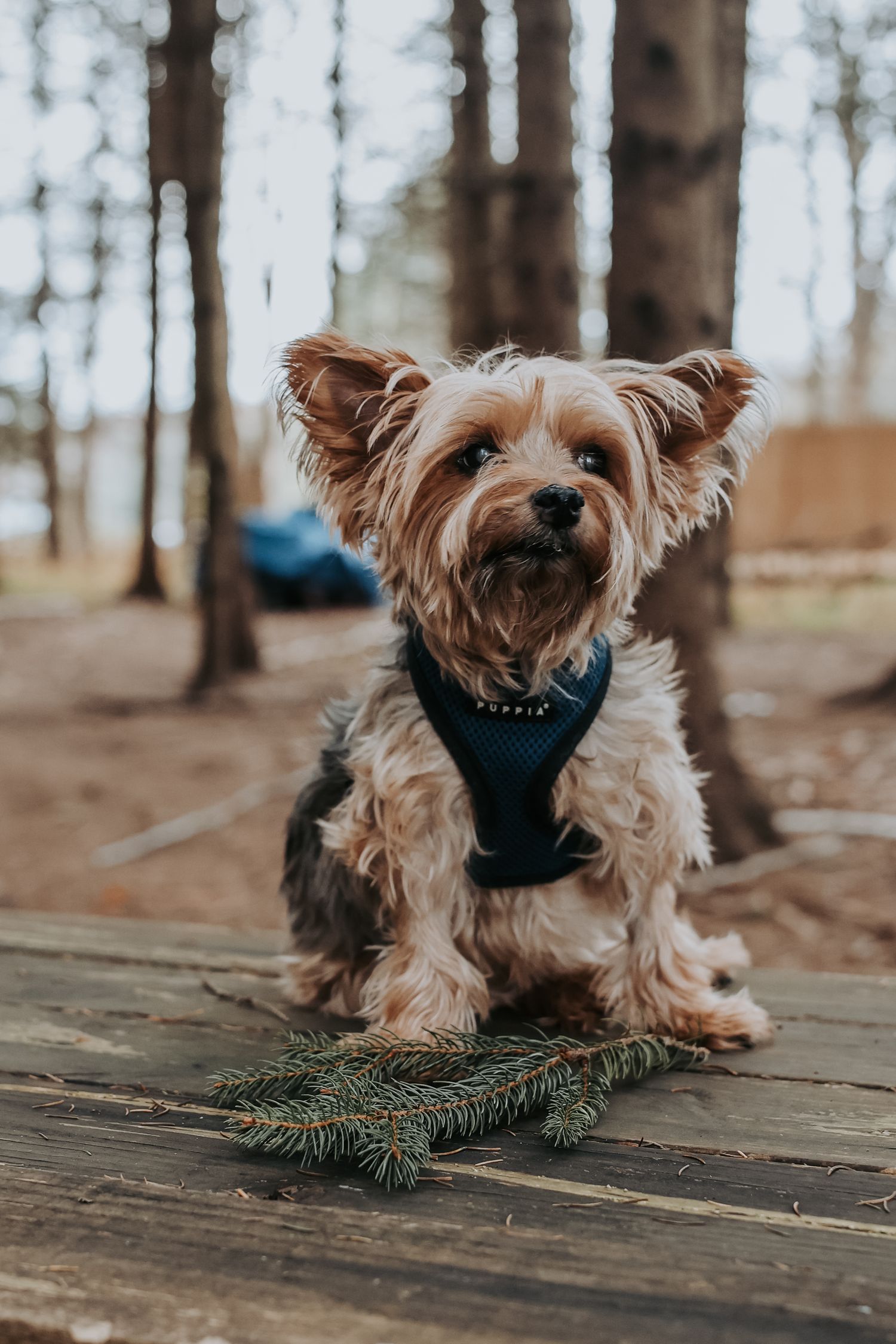 Small Yorkshire Terrier wearing a blue harness lies on wooden deck with pine branches in outdoor setting.