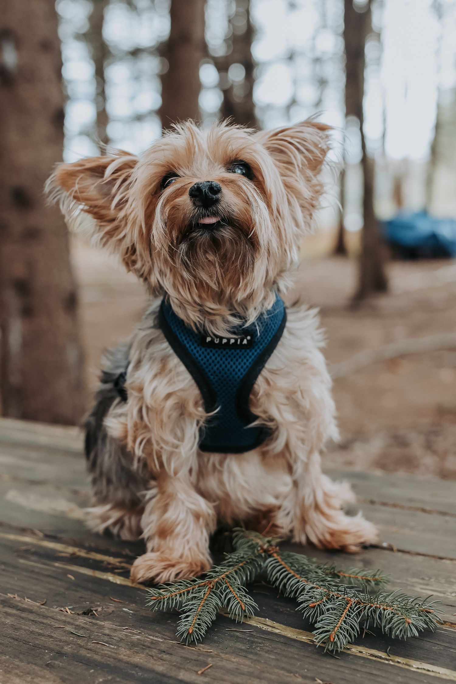 Small Yorkshire terrier wearing a blue harness sits on wooden deck with pine branches in foreground.