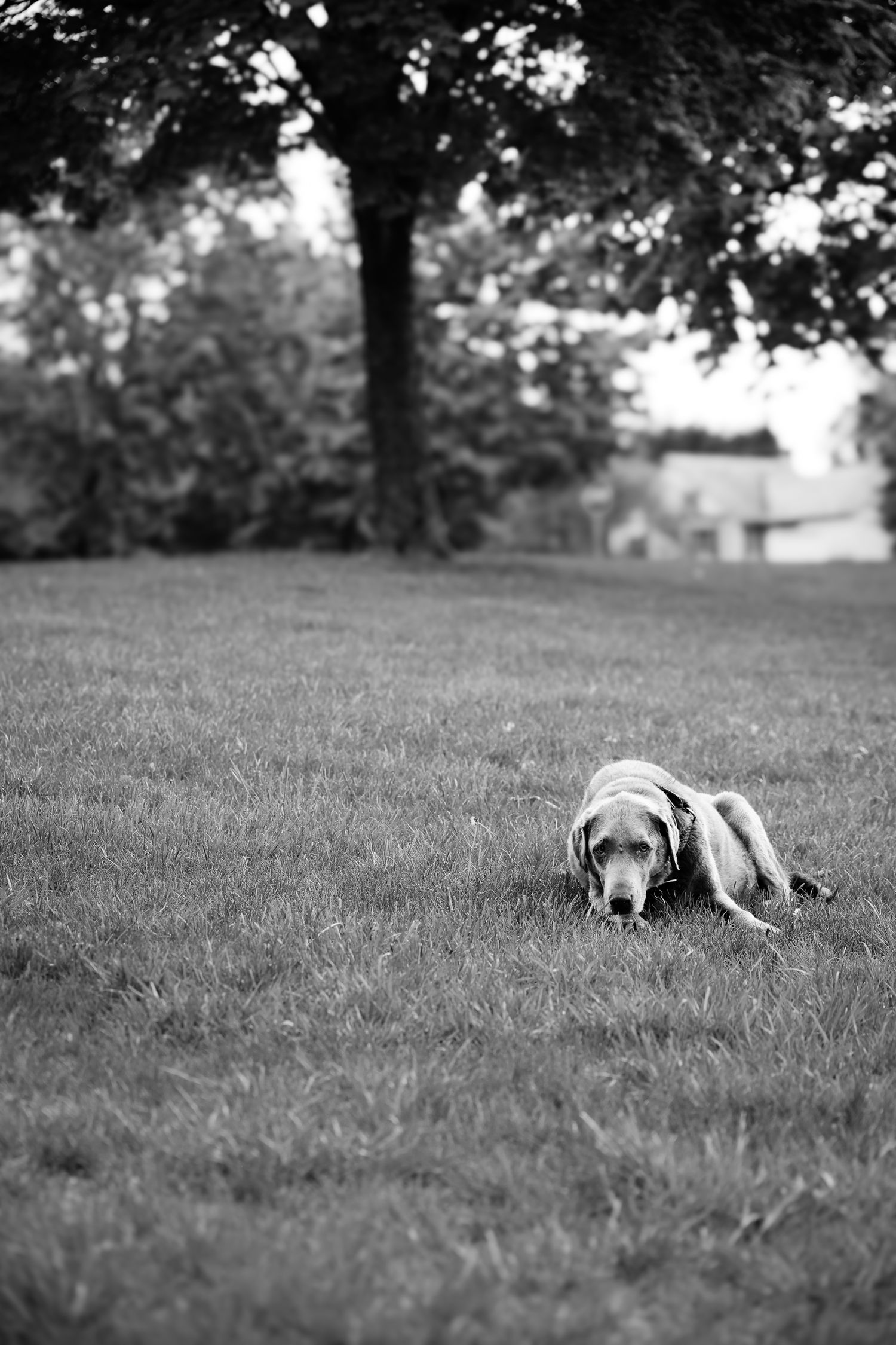 A black and white photograph shows a dog lying alone in a grassy field with trees in the background.