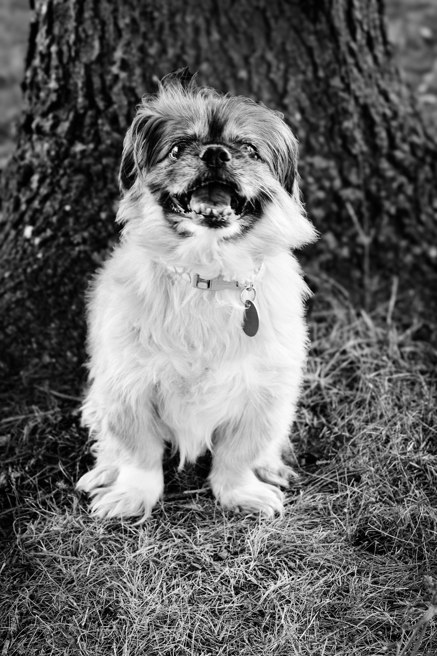A small white fluffy dog shown from behind in a series of black and white photos against a tree backdrop.