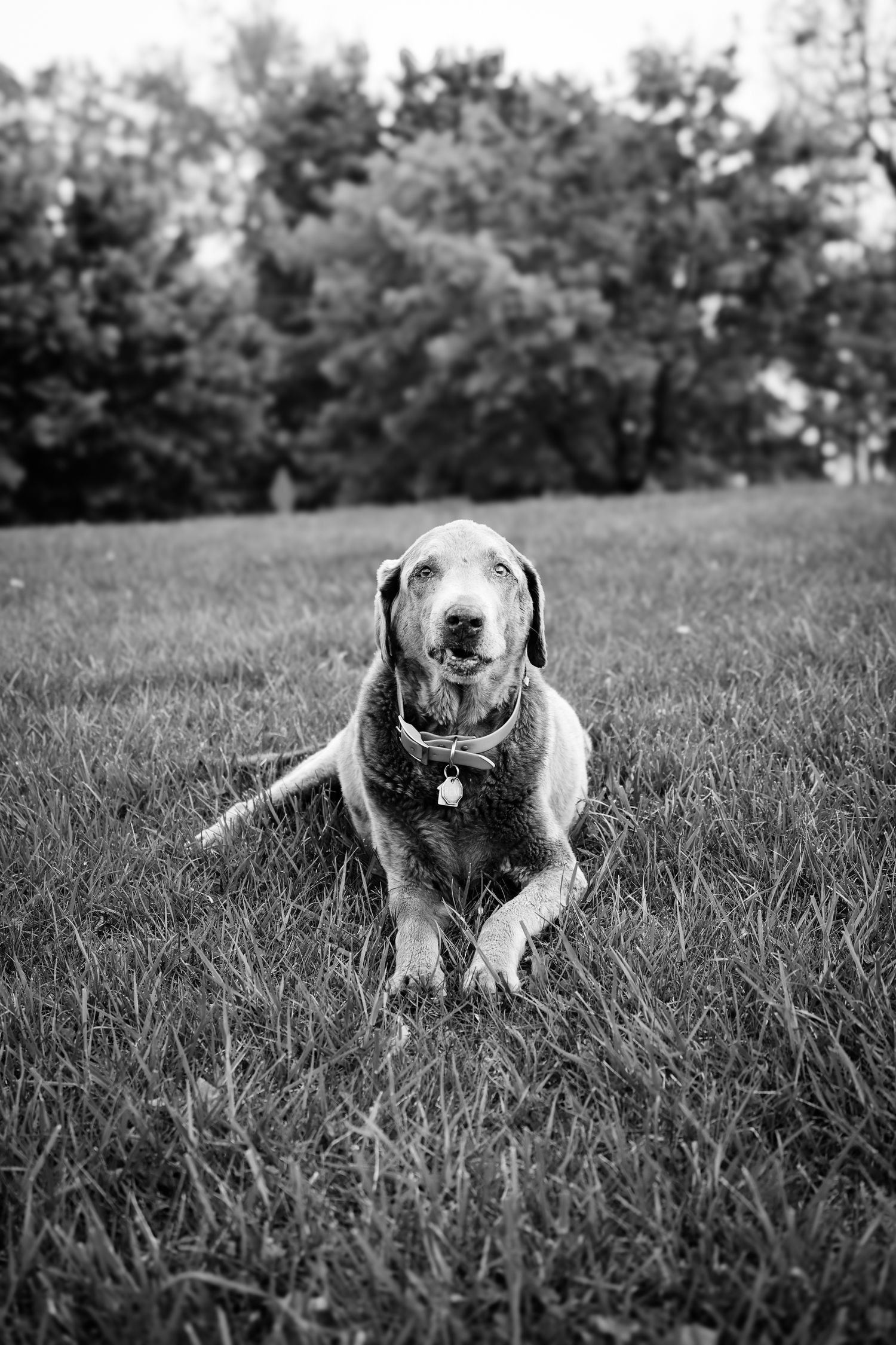 A series of black and white photos showing a dog lying in grass, captured from different angles in a progressive sequence.