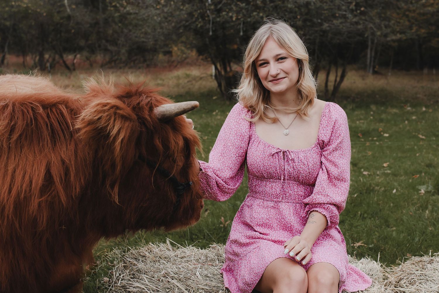 A person in a pink dress sits on hay bales next to a brown Highland cow in a grassy field.