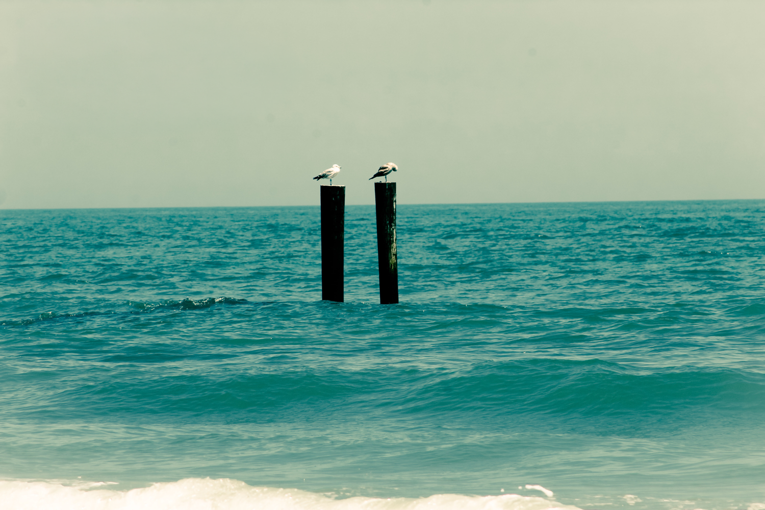 Two seagulls perched on dark wooden posts rising from calm turquoise ocean waters under a clear sky.