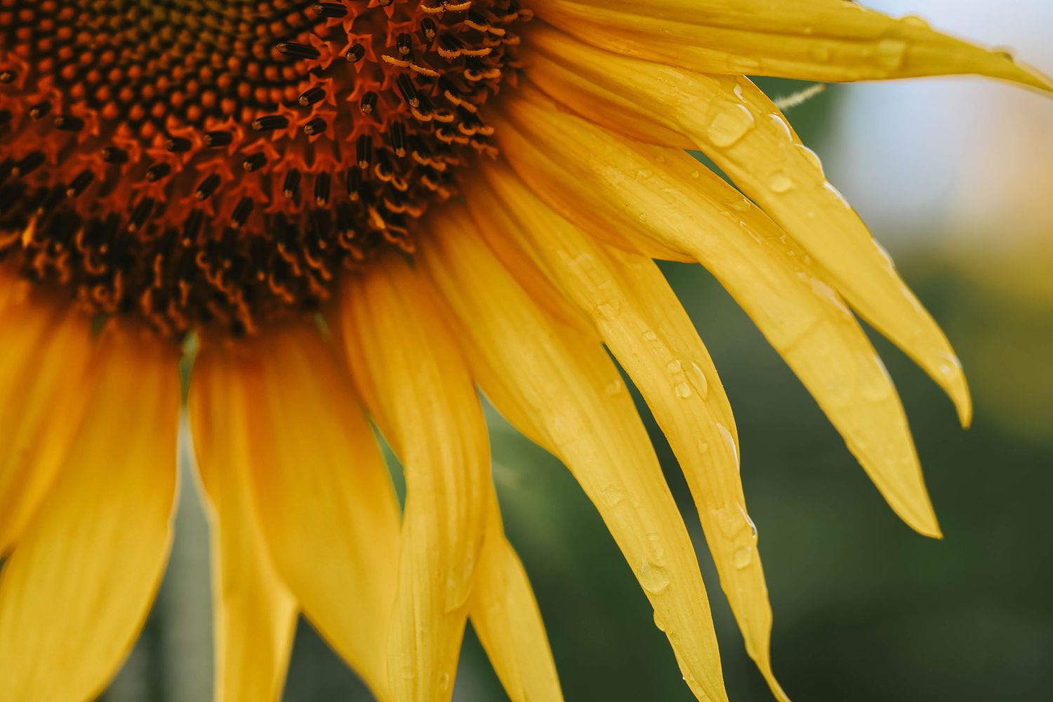 Close-up of a vibrant yellow sunflower with water droplets on petals and a dark brown center against a blurred green background.