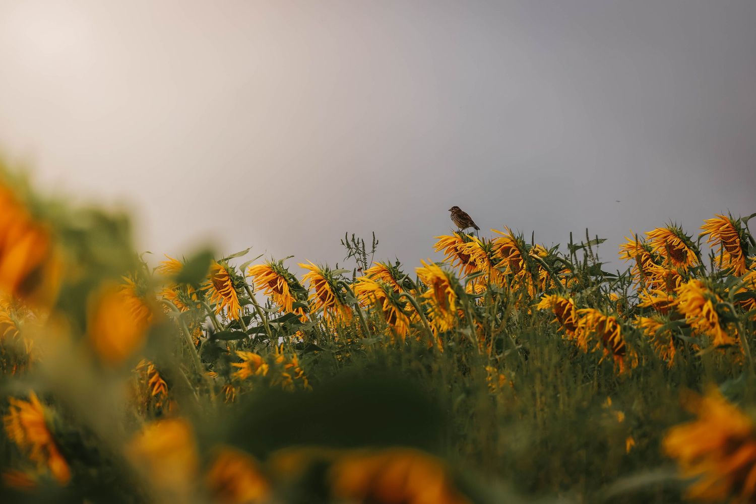 A small bird perched among vibrant yellow wildflowers in a lush green field under a soft, overcast sky.