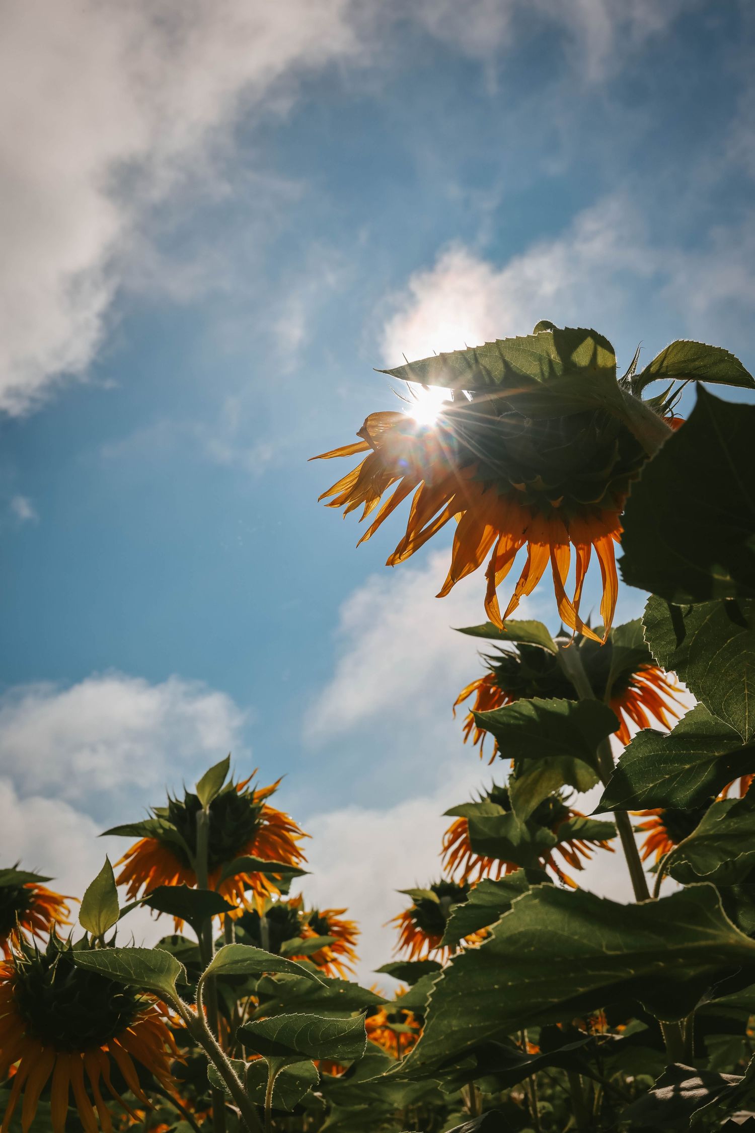 Sunflowers reaching toward a bright sun shining through clouds in a blue sky, viewed from below in a lush field.