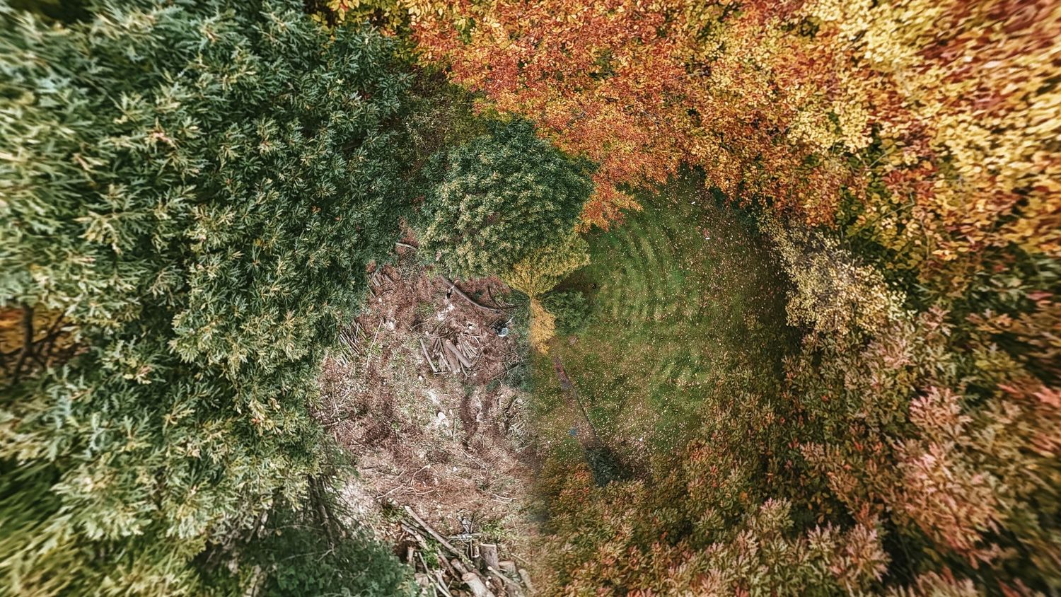 Aerial view of a dense forest showcasing a mix of green conifers and colorful autumn foliage from above.