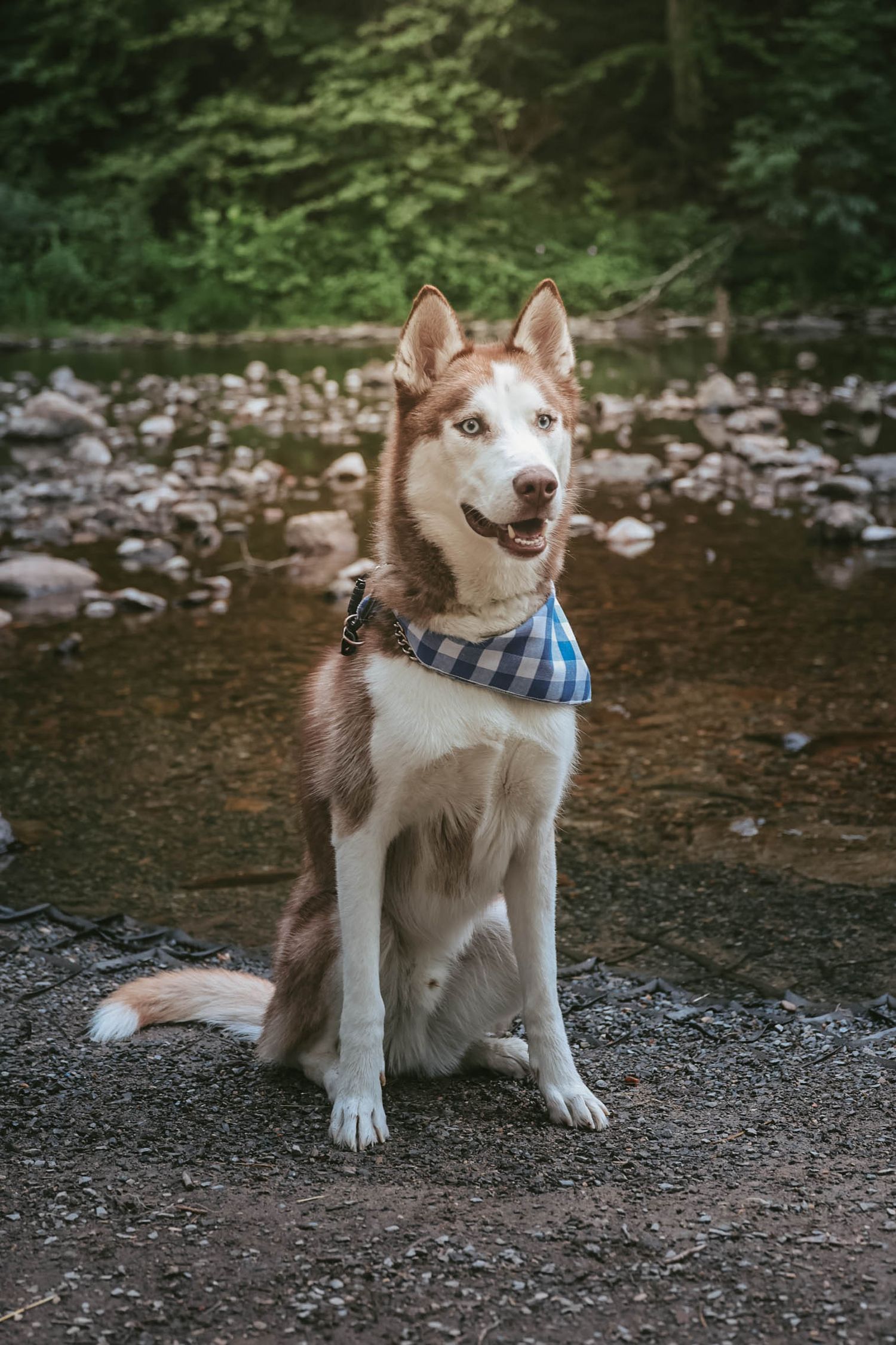 Red and white Siberian Husky with blue eyes wearing a plaid bandana sitting near a rocky creek.