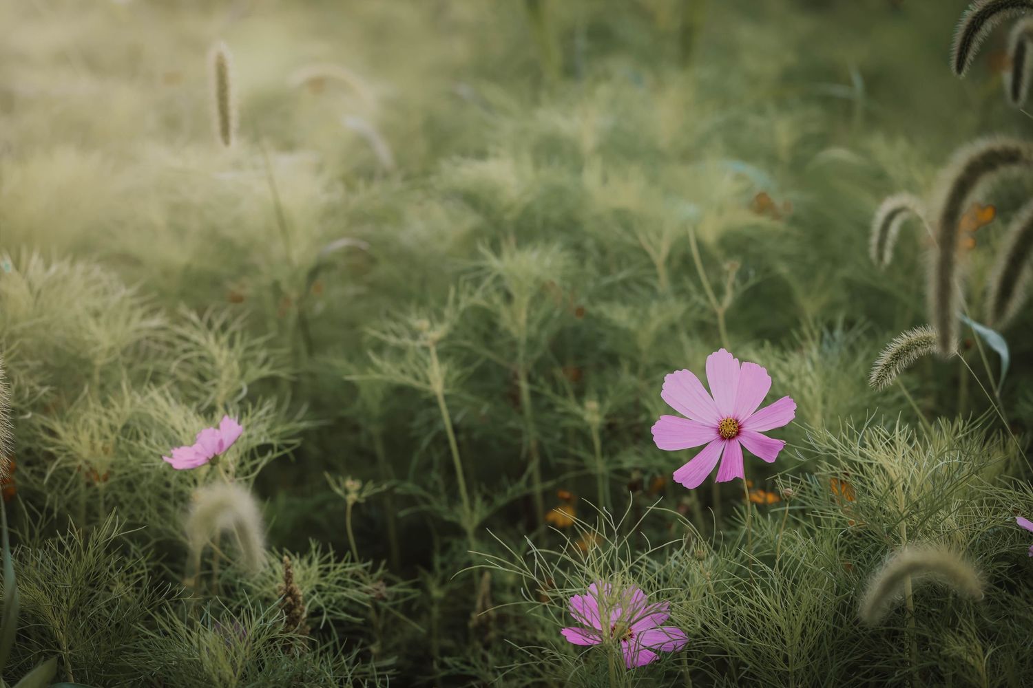 Pink cosmos flowers bloom among lush green feathery foliage in a softly lit garden field.