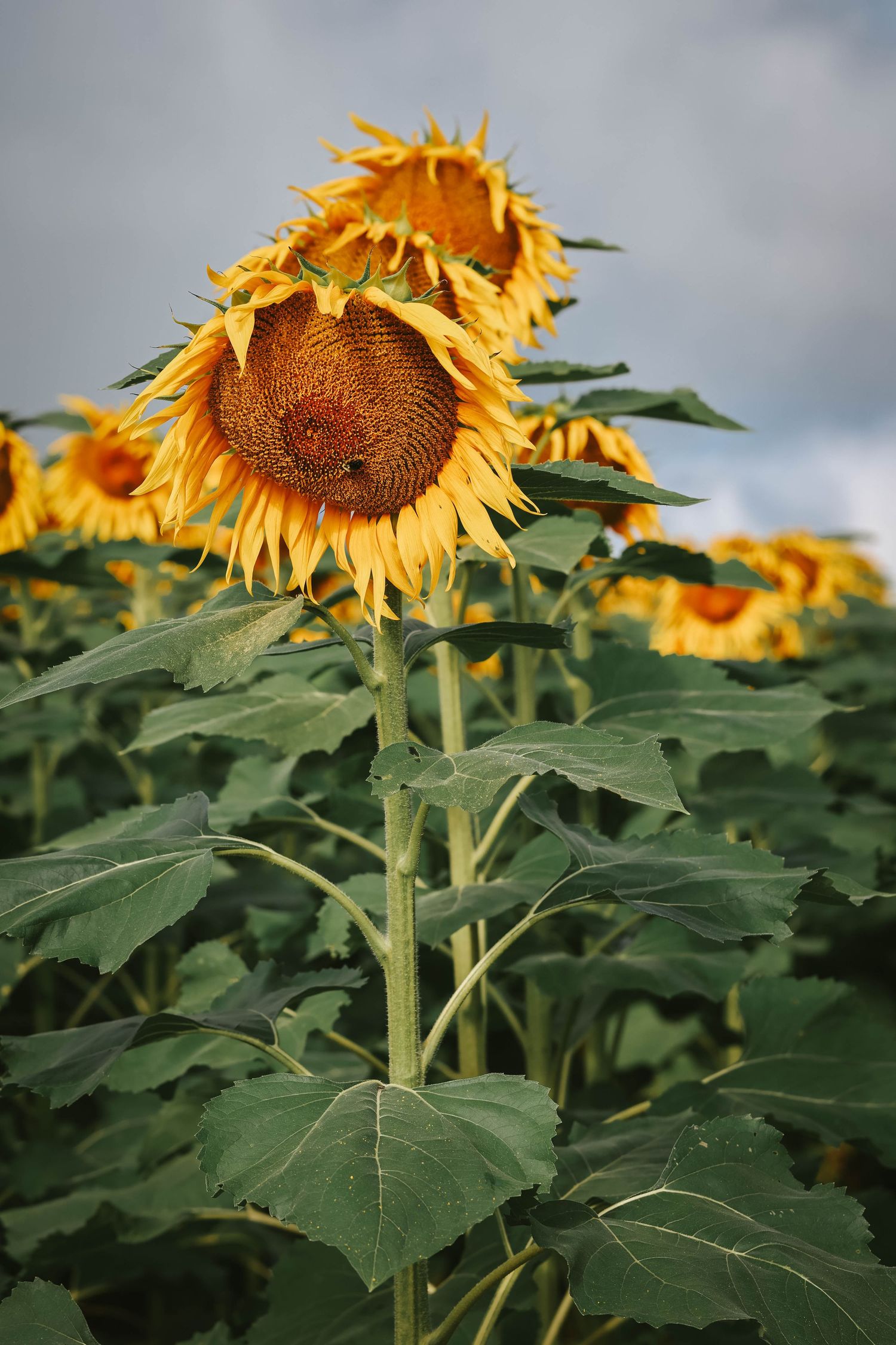 A vibrant field of yellow sunflowers in full bloom under a cloudy sky, with large green leaves on tall stems.