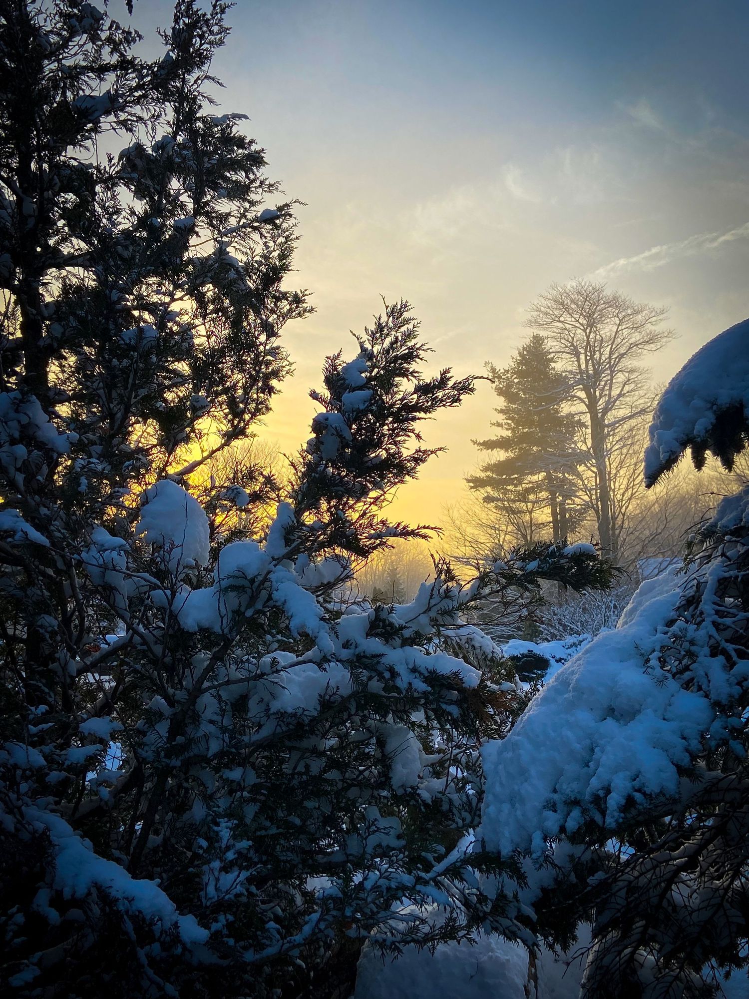 Snow-laden evergreen trees silhouetted against a golden sunset sky in winter.