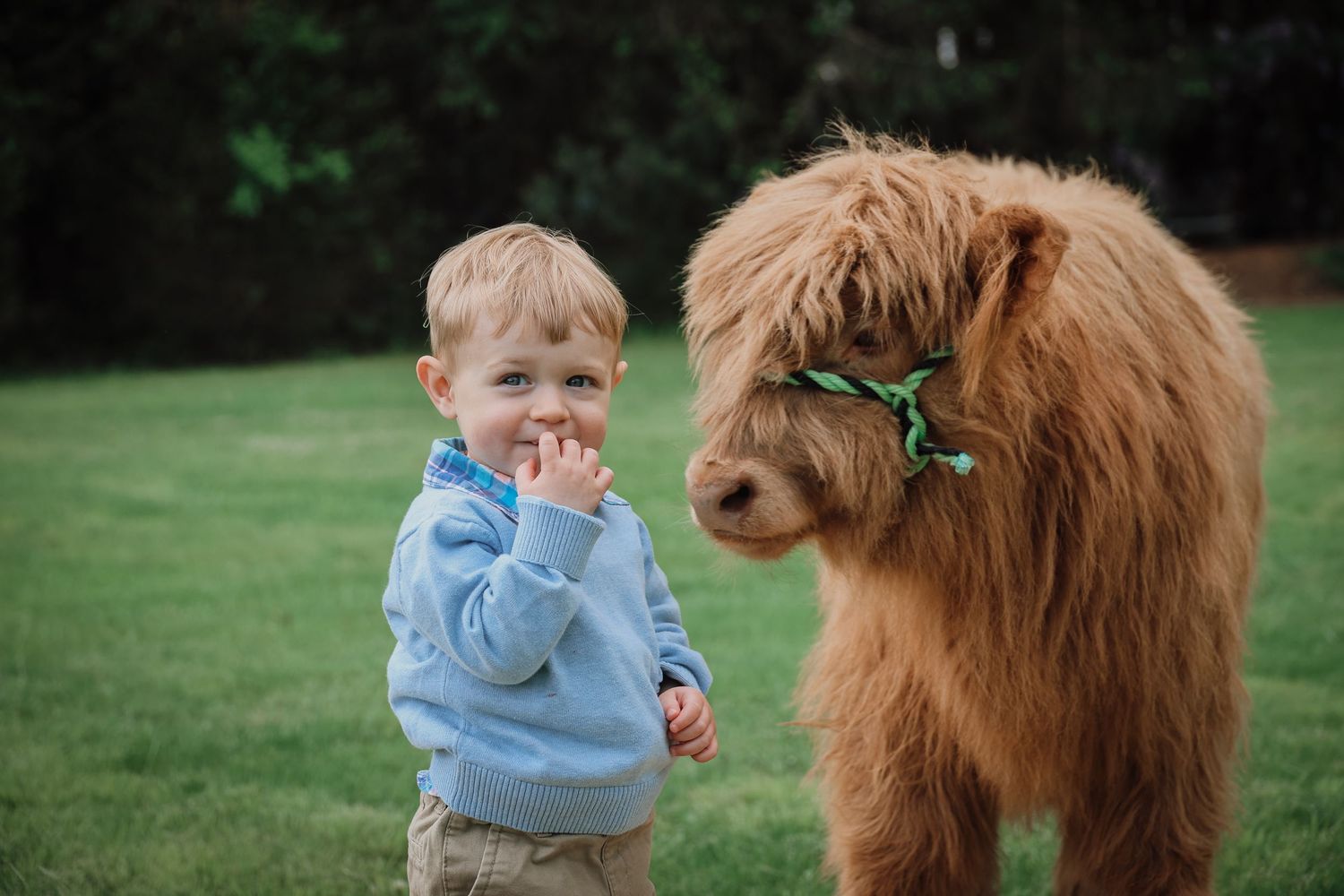 A large brown Highland cow interacts with someone in a blue sweater on a grassy field.