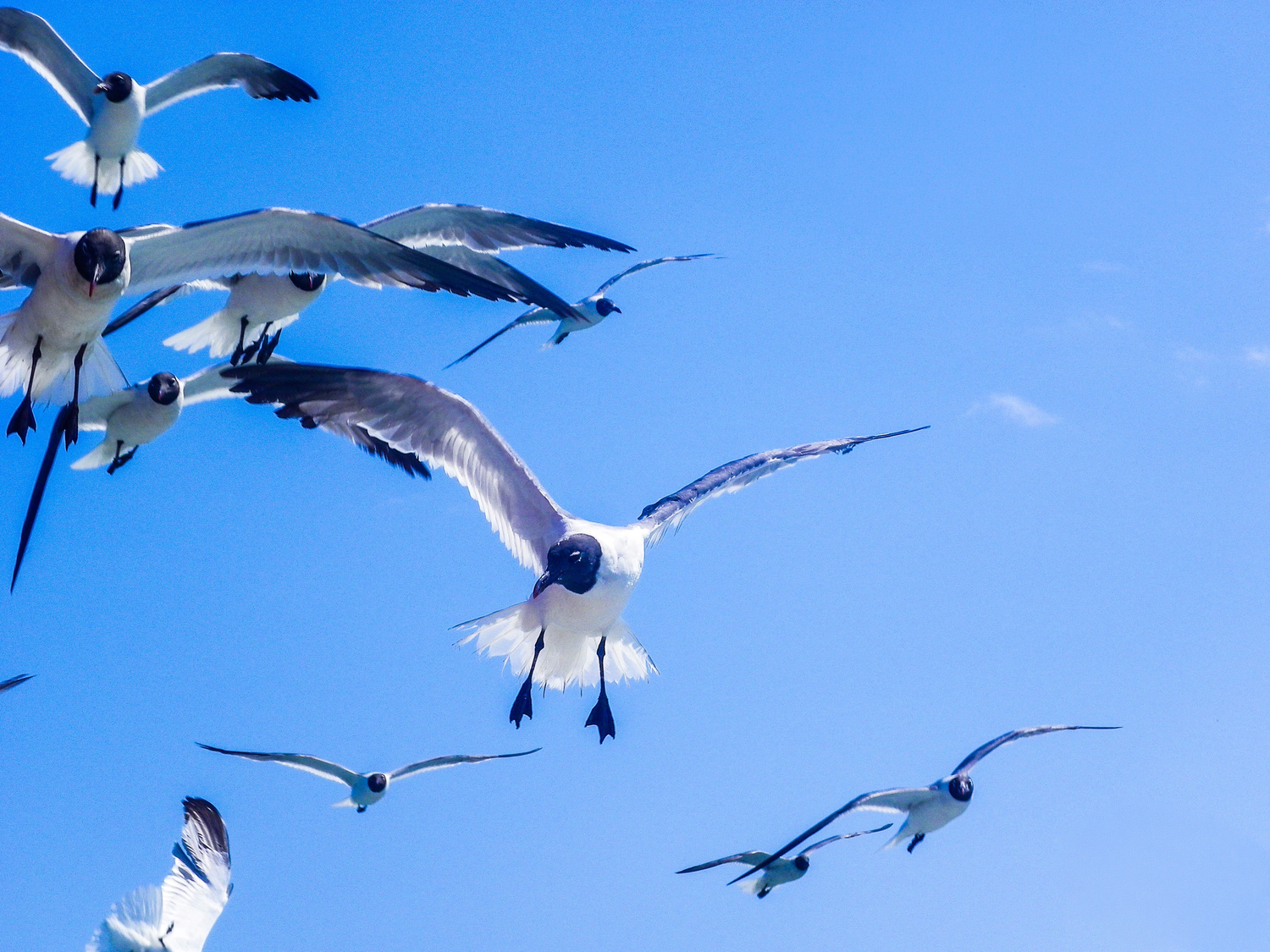 Flock of seagulls soaring against a bright blue sky, wings spread wide in dynamic mid-flight motion.