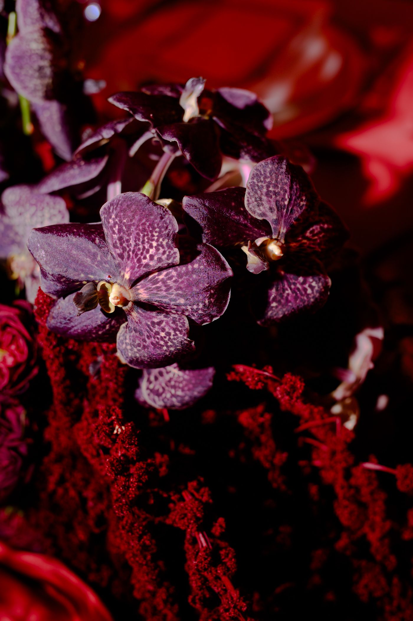 Deep purple orchid petals with delicate speckles glisten with water droplets against a dark red background.