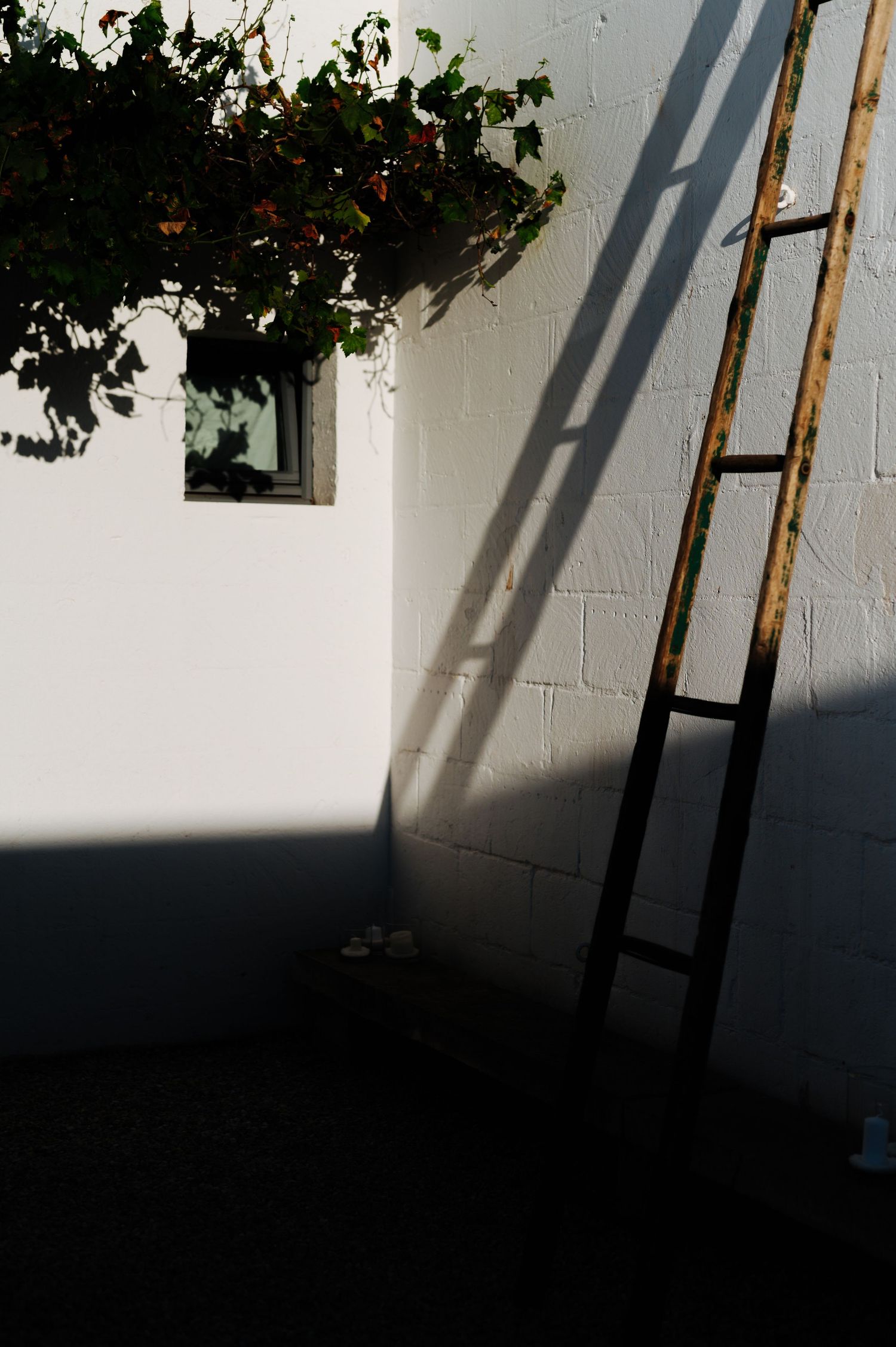 A wooden ladder leans against a white wall with green ivy or vine leaves casting dramatic shadows in sunlight.