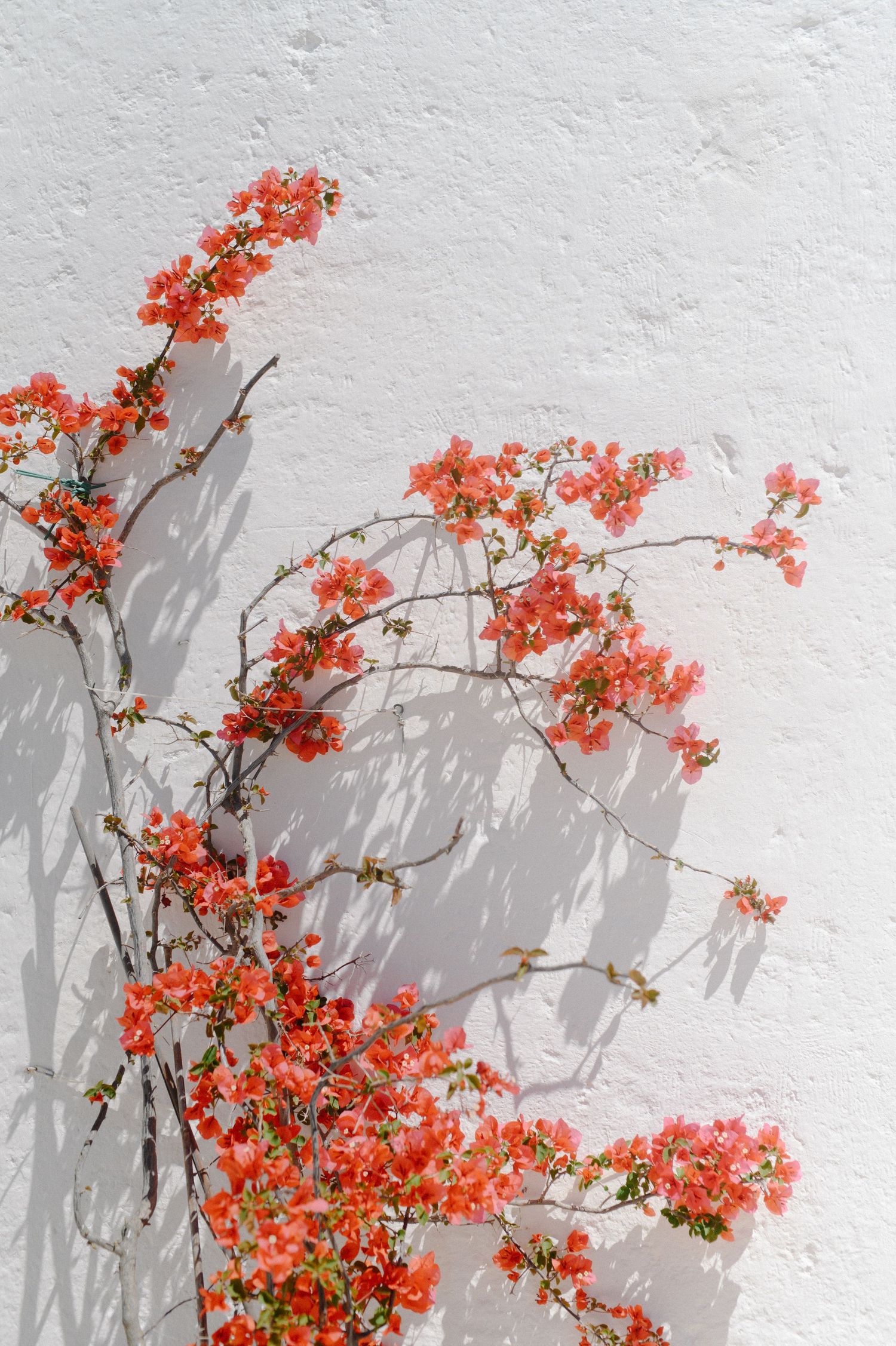 Vibrant red bougainvillea branches casting shadows on a white textured wall in bright sunlight.