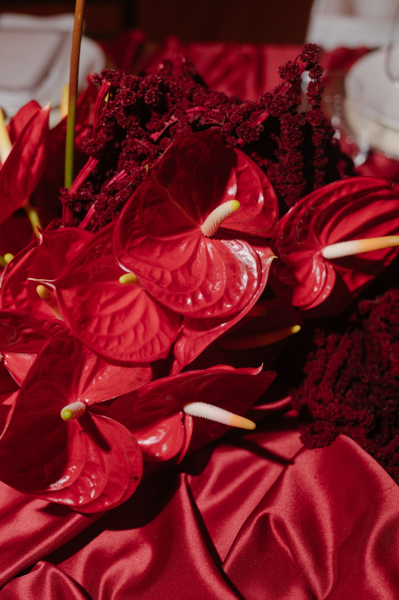 Close-up macro photograph of deep red anthurium flowers with glossy heart-shaped spathes and dark burgundy spadices.