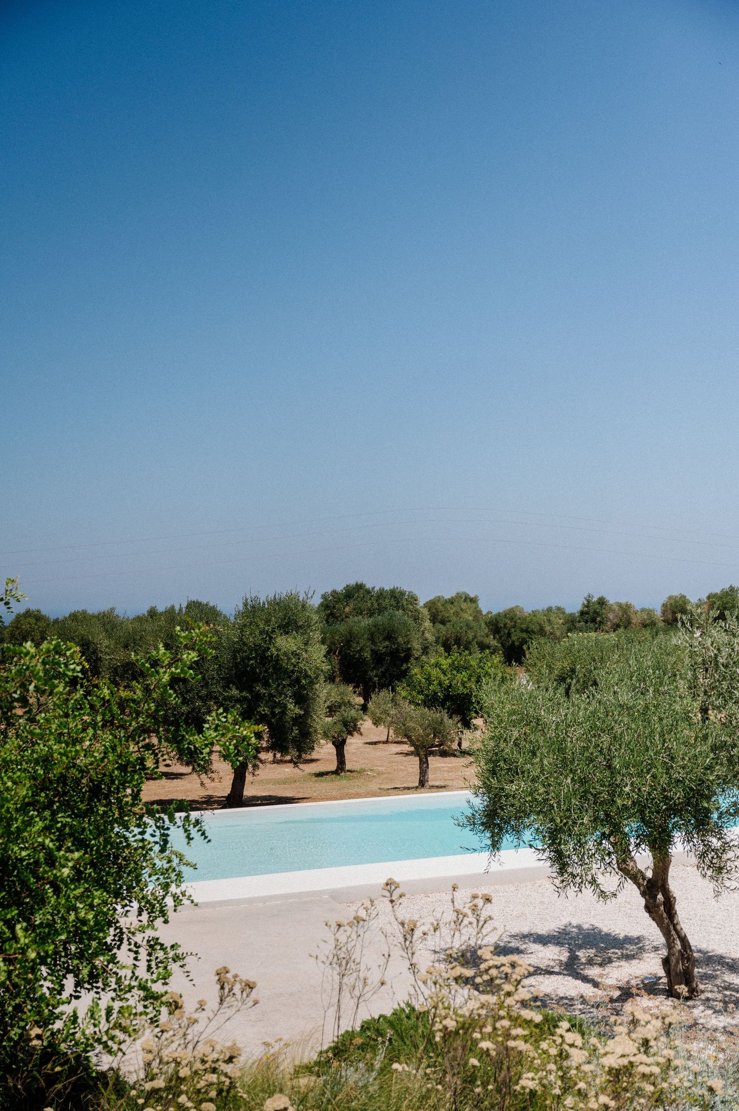 Tranquil swimming pool surrounded by olive trees and Mediterranean landscaping under bright blue sky.