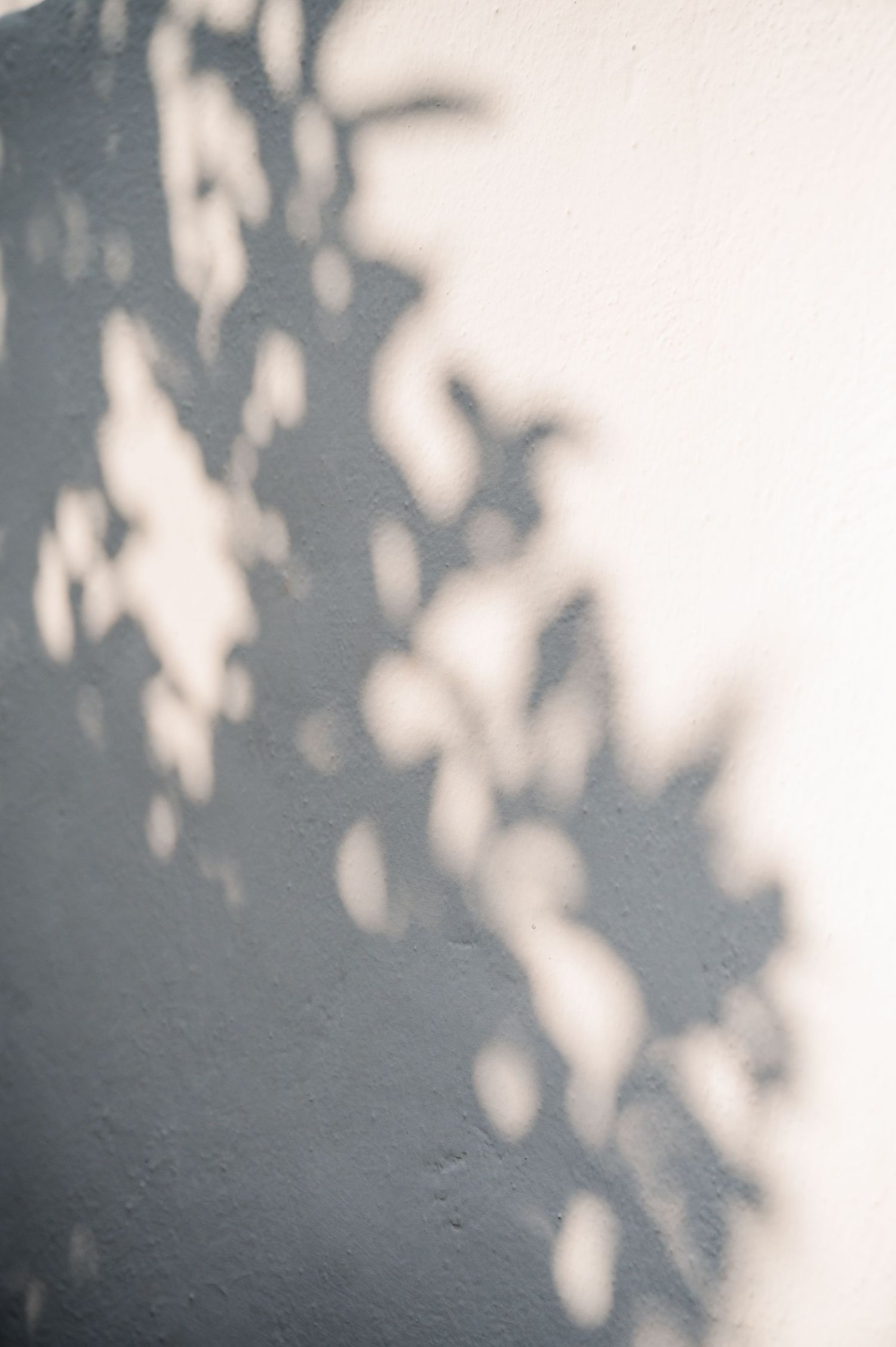Delicate tree shadows cast on a white wall creating an abstract pattern.