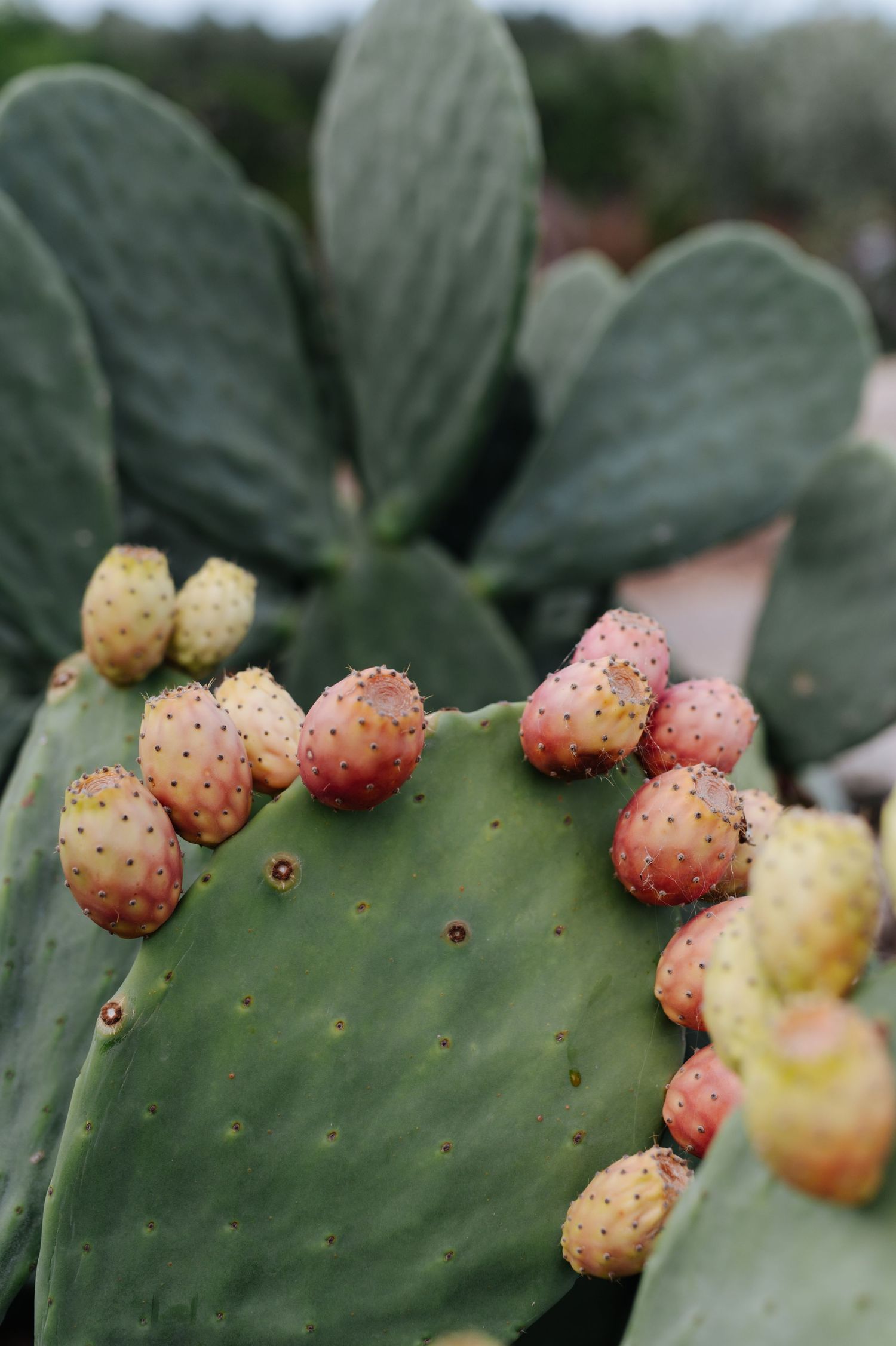 Vibrant prickly pear cactus fruit in shades of red and yellow growing on a paddle.