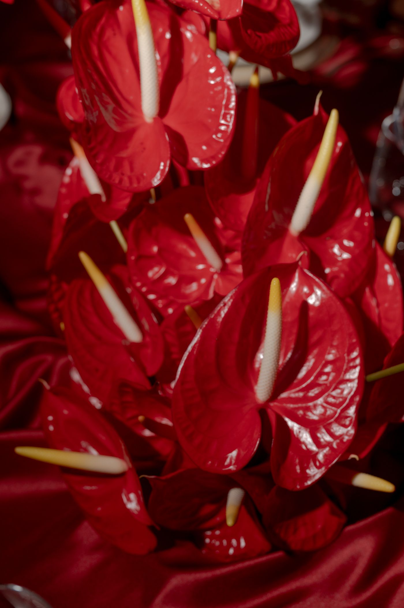 Close-up macro shot of vibrant red anthurium flowers with white spadix showing glossy heart-shaped spathes.