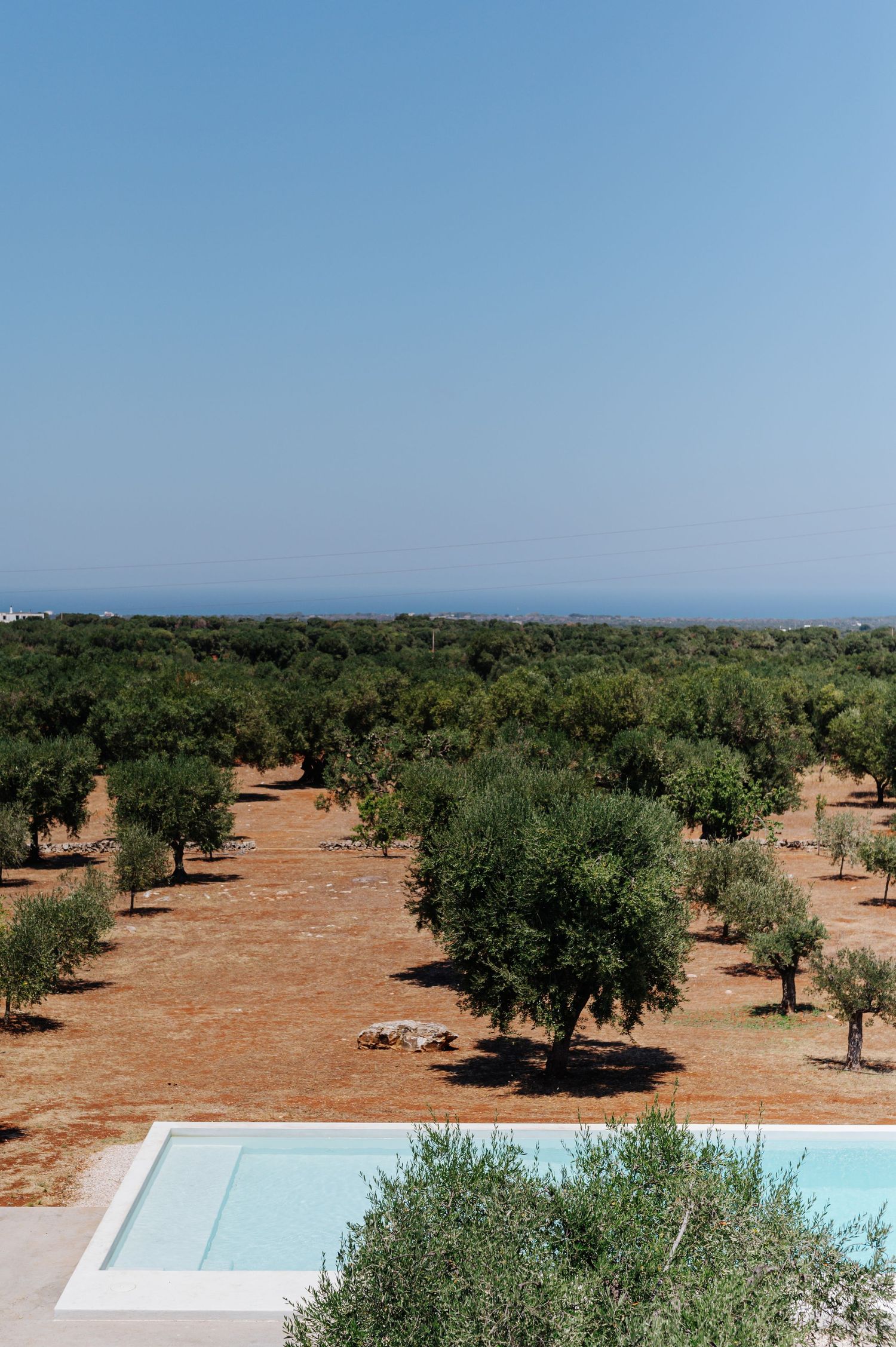 Aerial view of an olive grove plantation with evenly spaced trees growing in red soil under a clear blue sky.