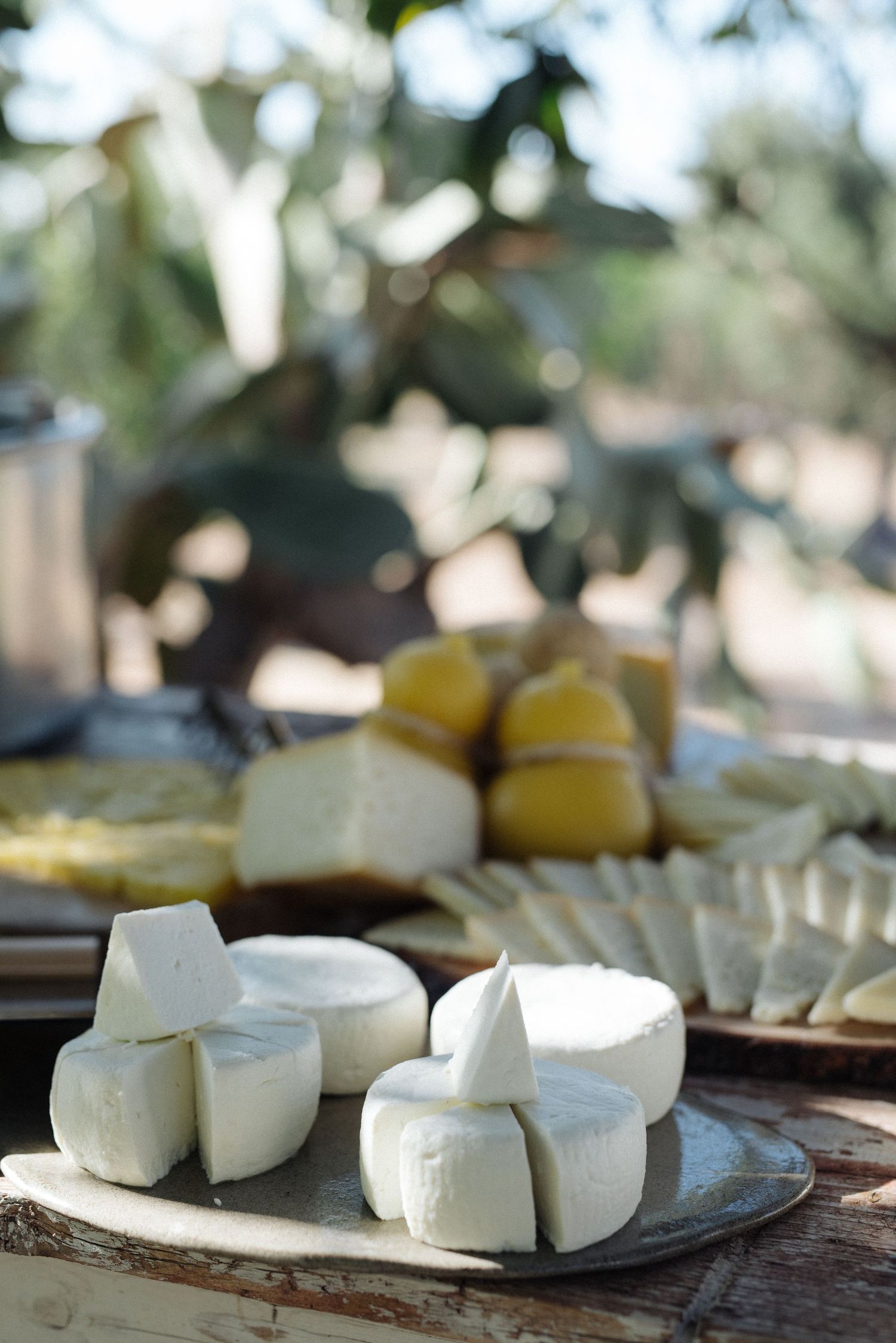 Fresh rounds of artisanal goat cheese arranged on rustic wooden serving boards in natural lighting.