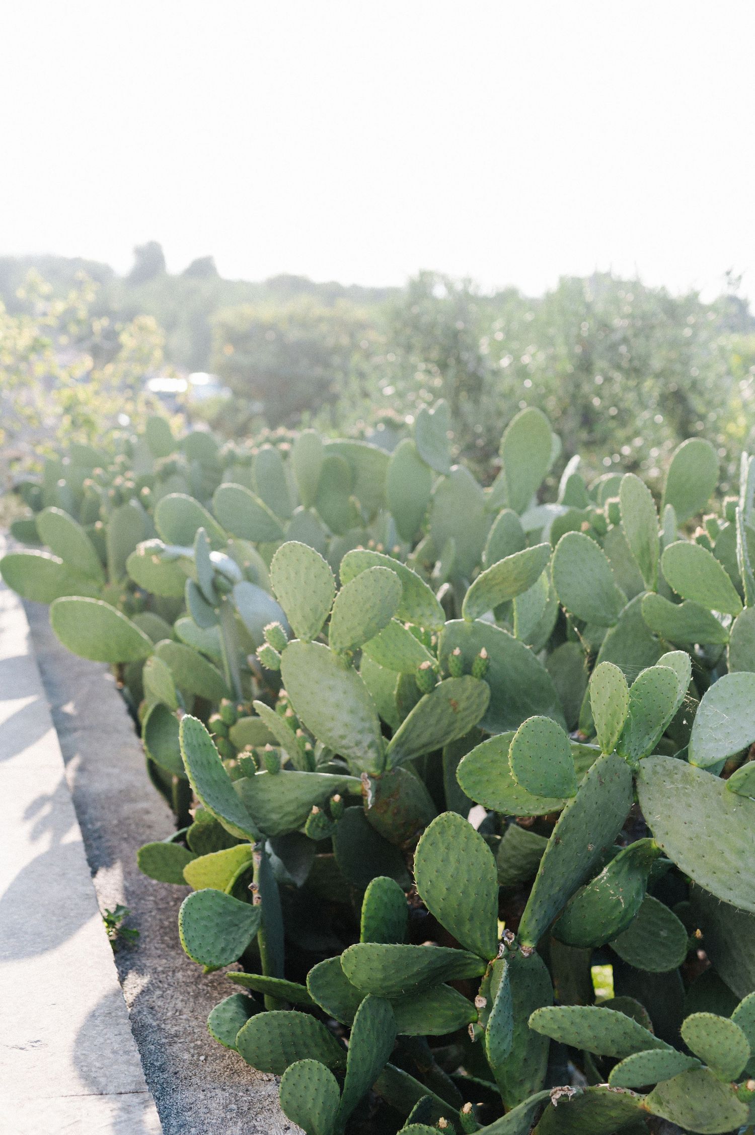 A row of prickly pear cactus plants with paddle-shaped segments growing along a concrete border in natural sunlight.