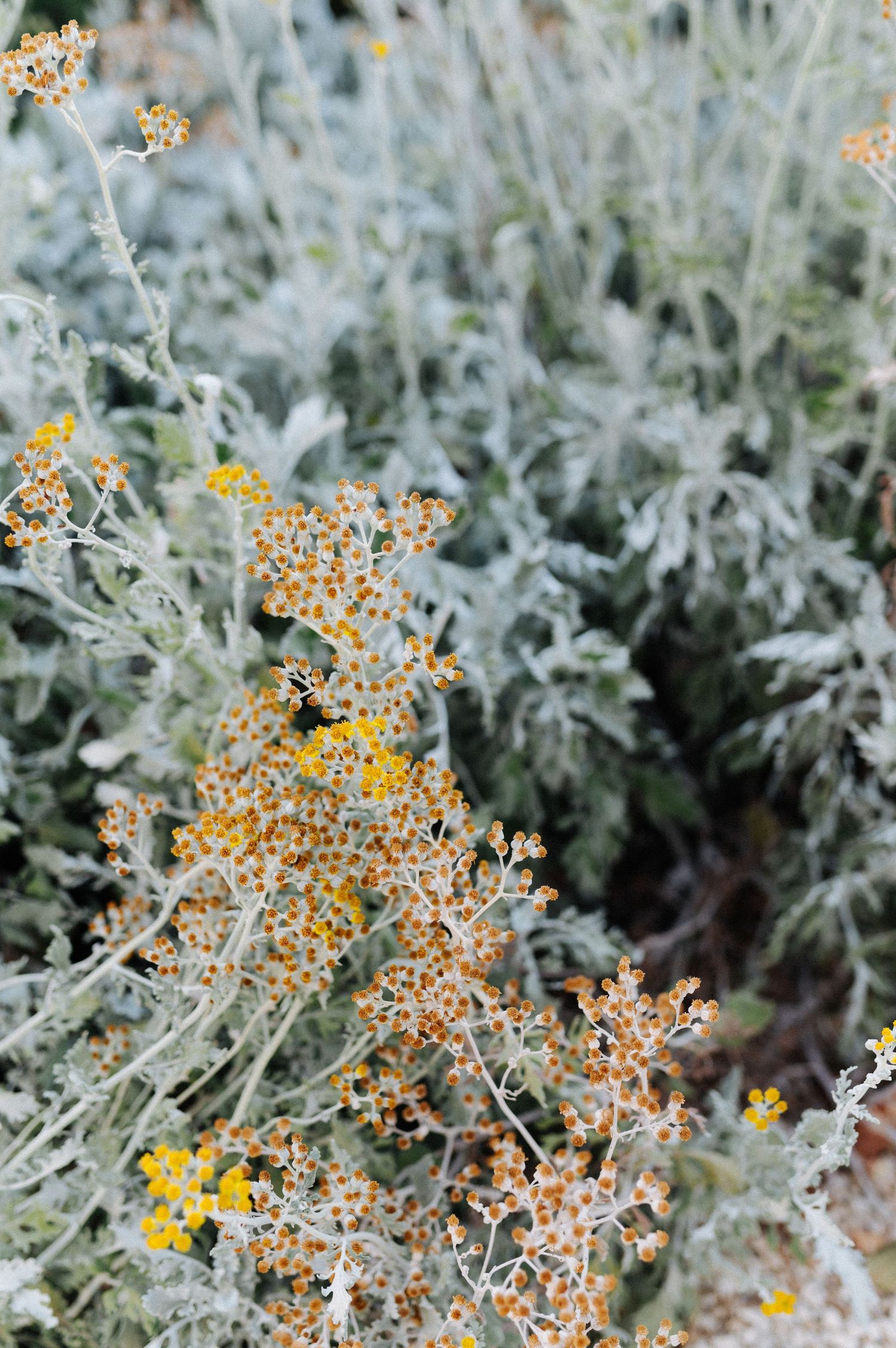 Delicate yellow flowers bloom among silvery-grey dusty miller foliage in a garden setting.