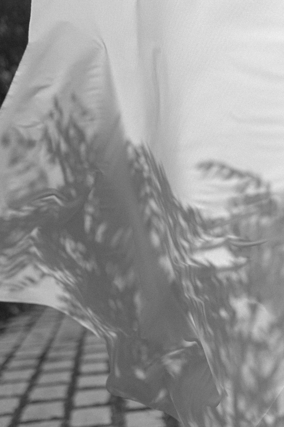 Abstract shadows of leaves and branches cast on a white surface.