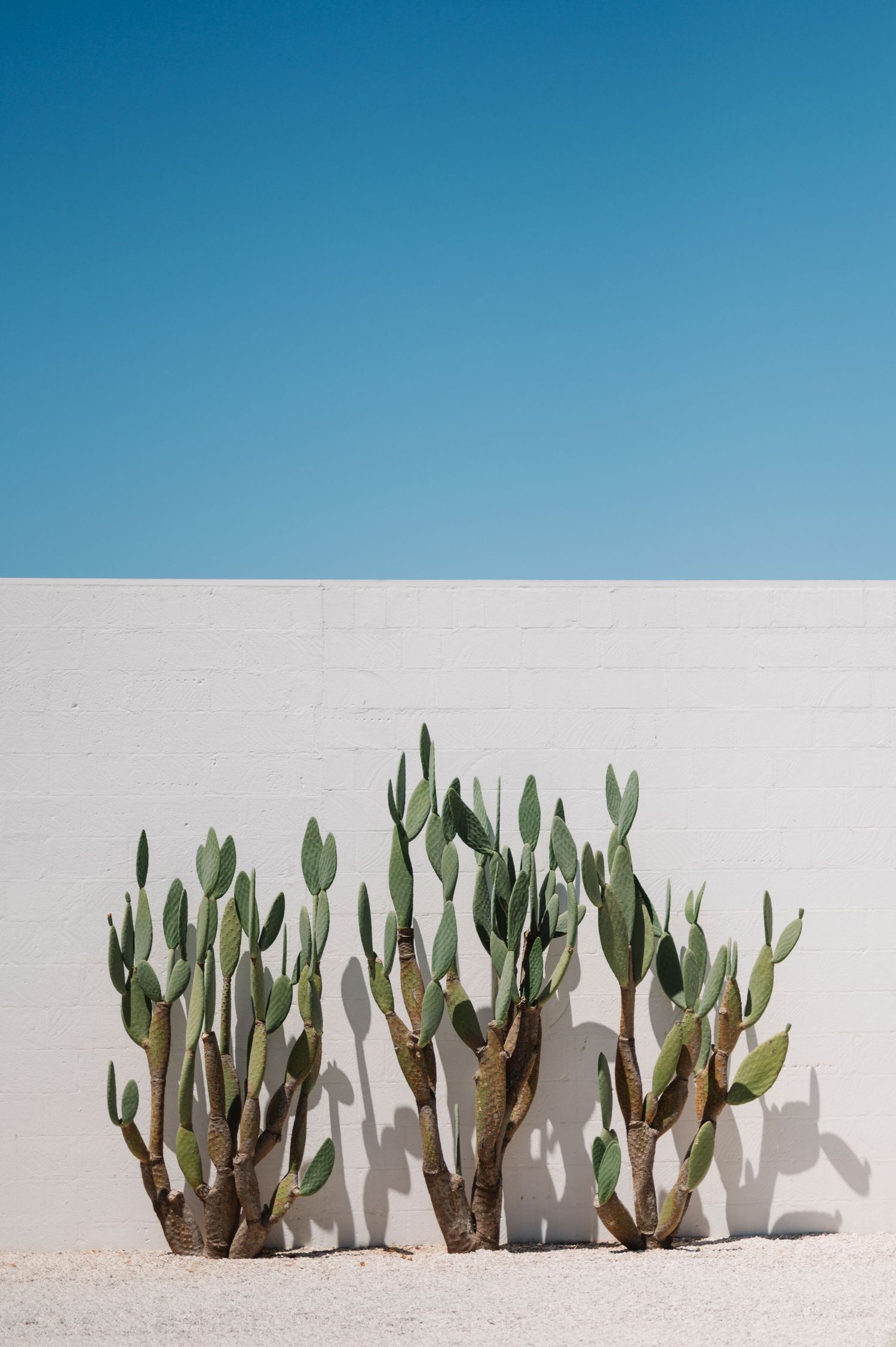 A row of green cactus plants growing against a white wall under a bright blue sky.