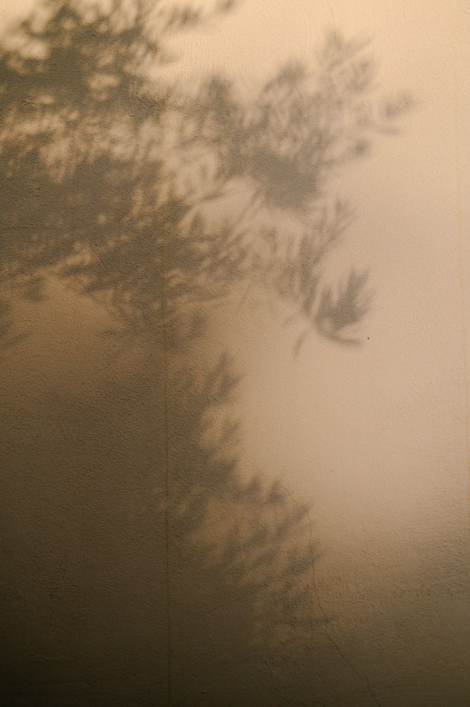 Abstract blurred background with soft brown tones and tree silhouettes.