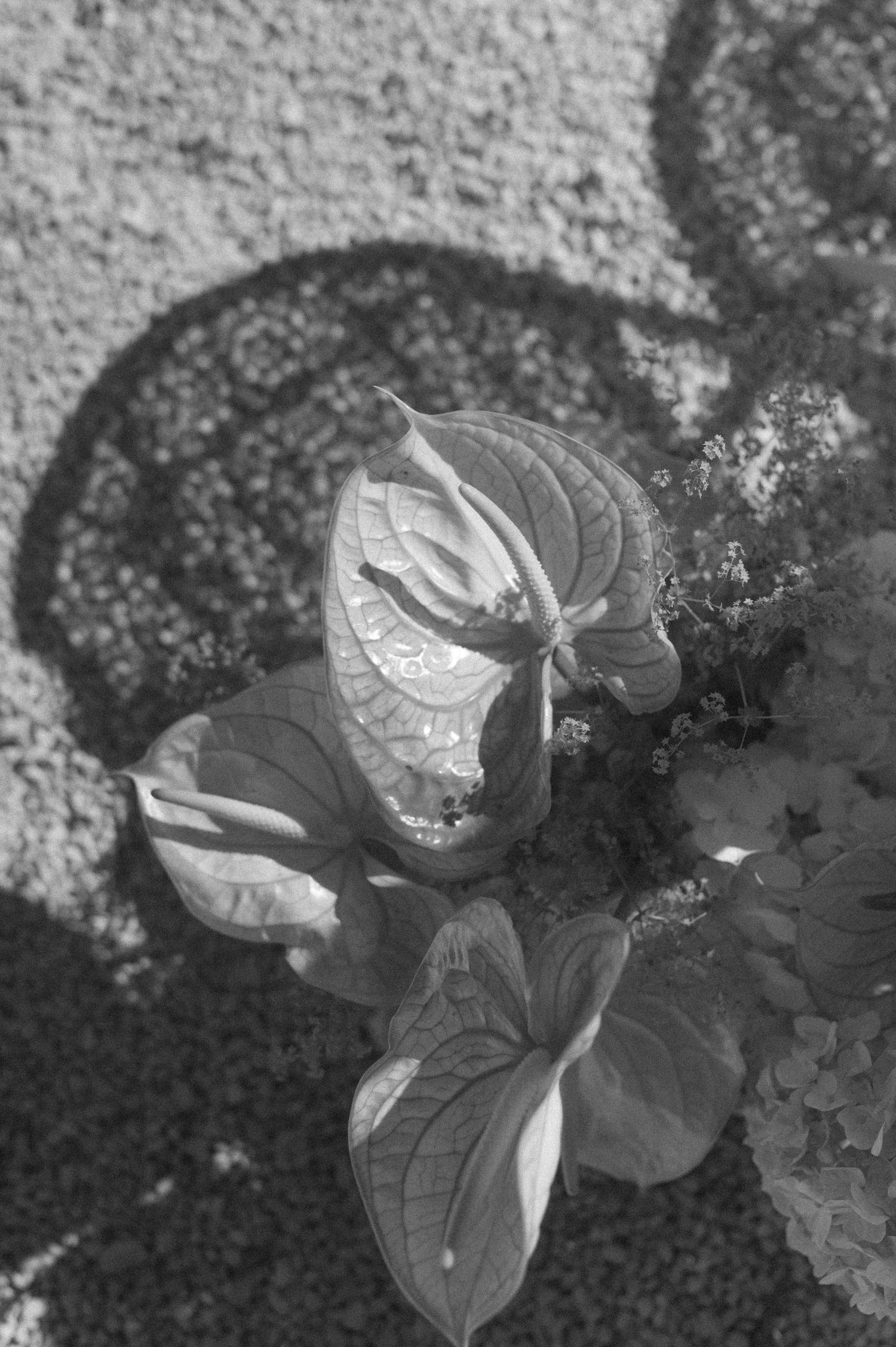 Black and white photo of an anthurium flower with large leaves casting decorative shadows on a textured wall.