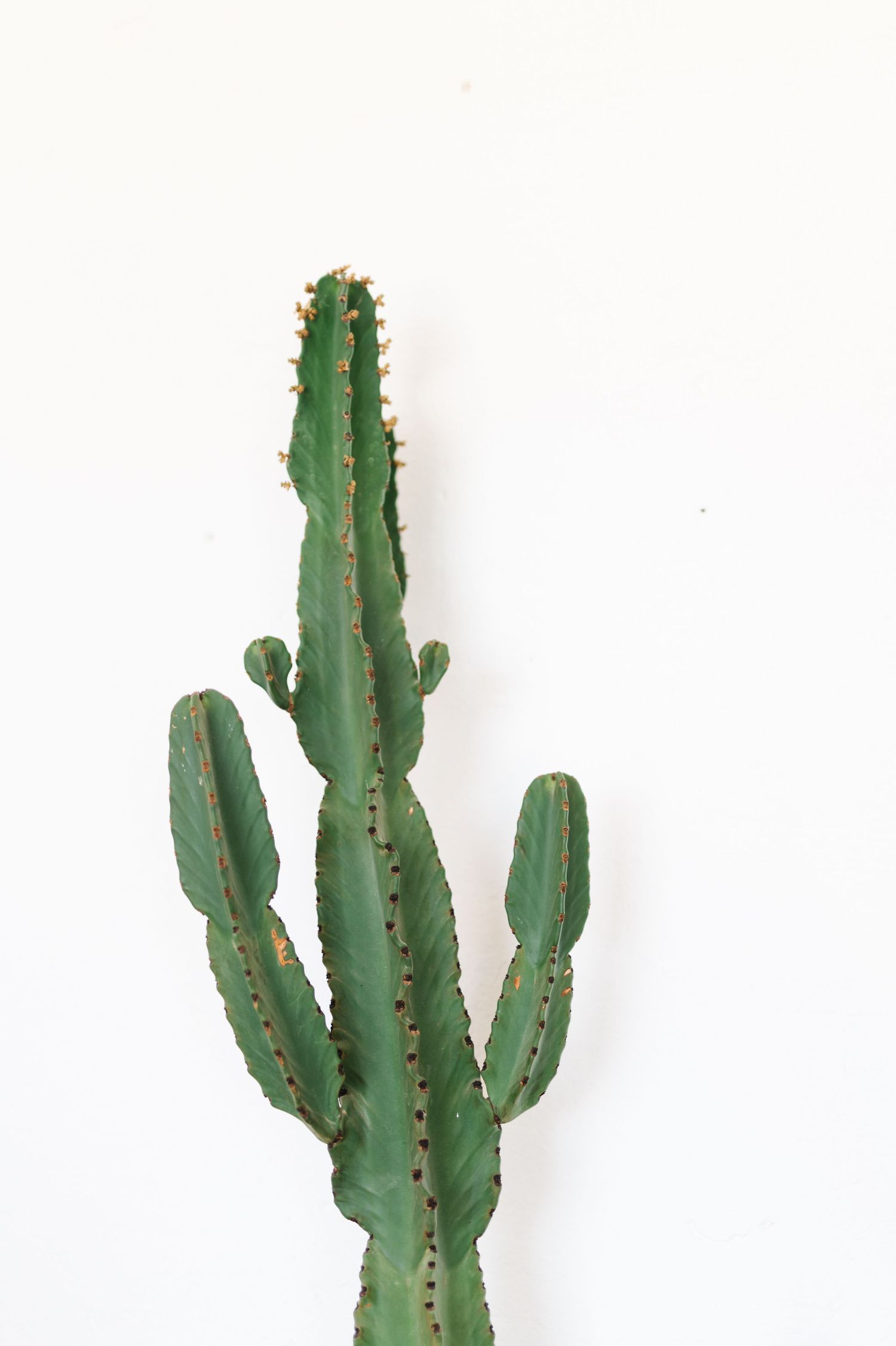 A green cactus with multiple branches and spines stands against a white background.