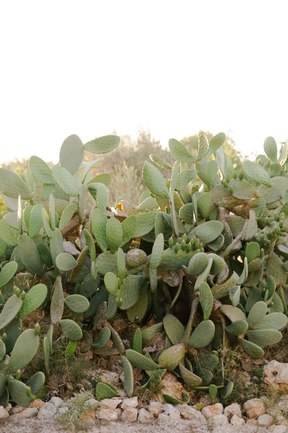 A row of prickly pear cactus plants growing along a rocky desert terrain.