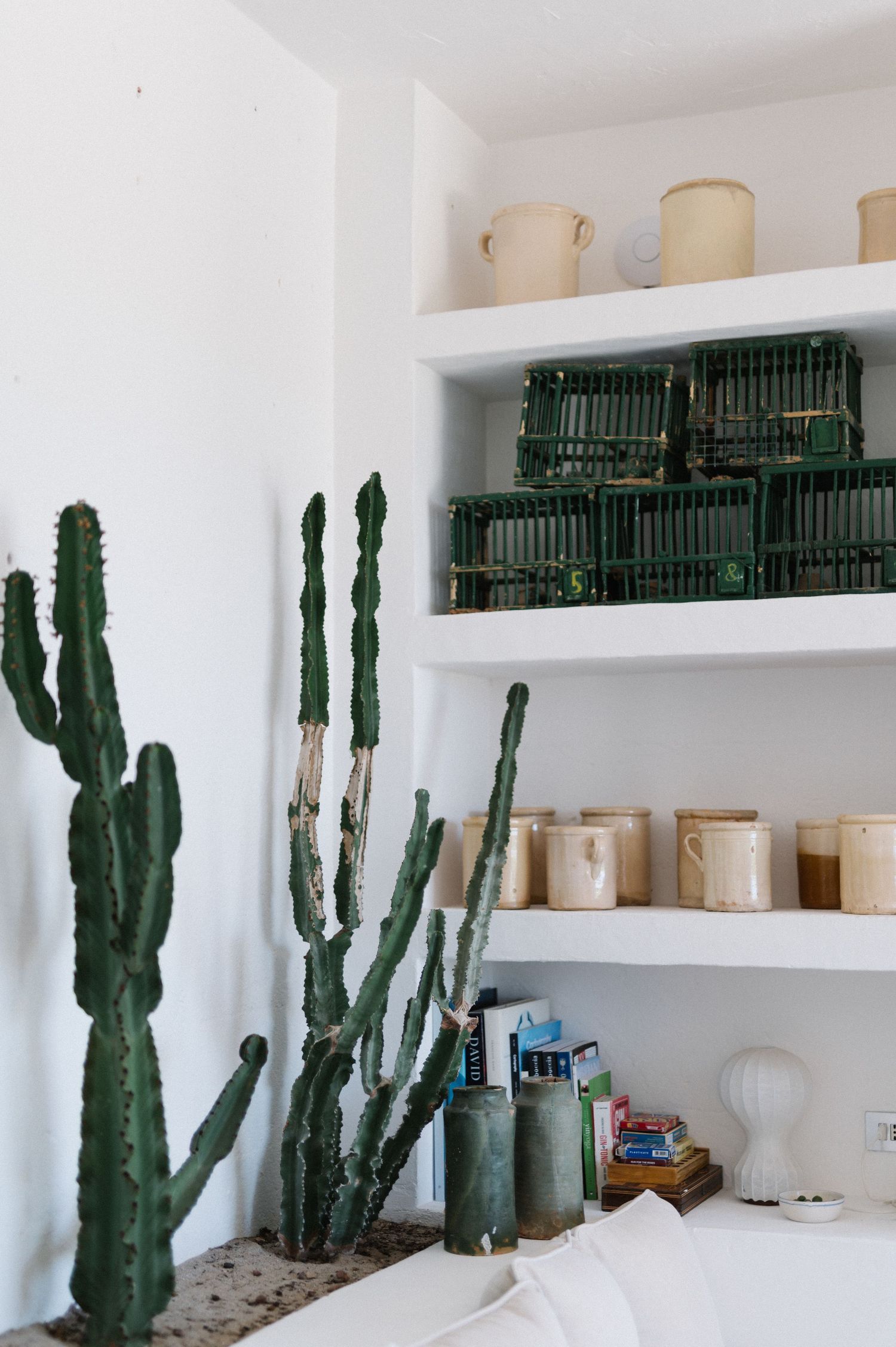 Green cacti plants displayed on white shelves in a minimalist interior setting.